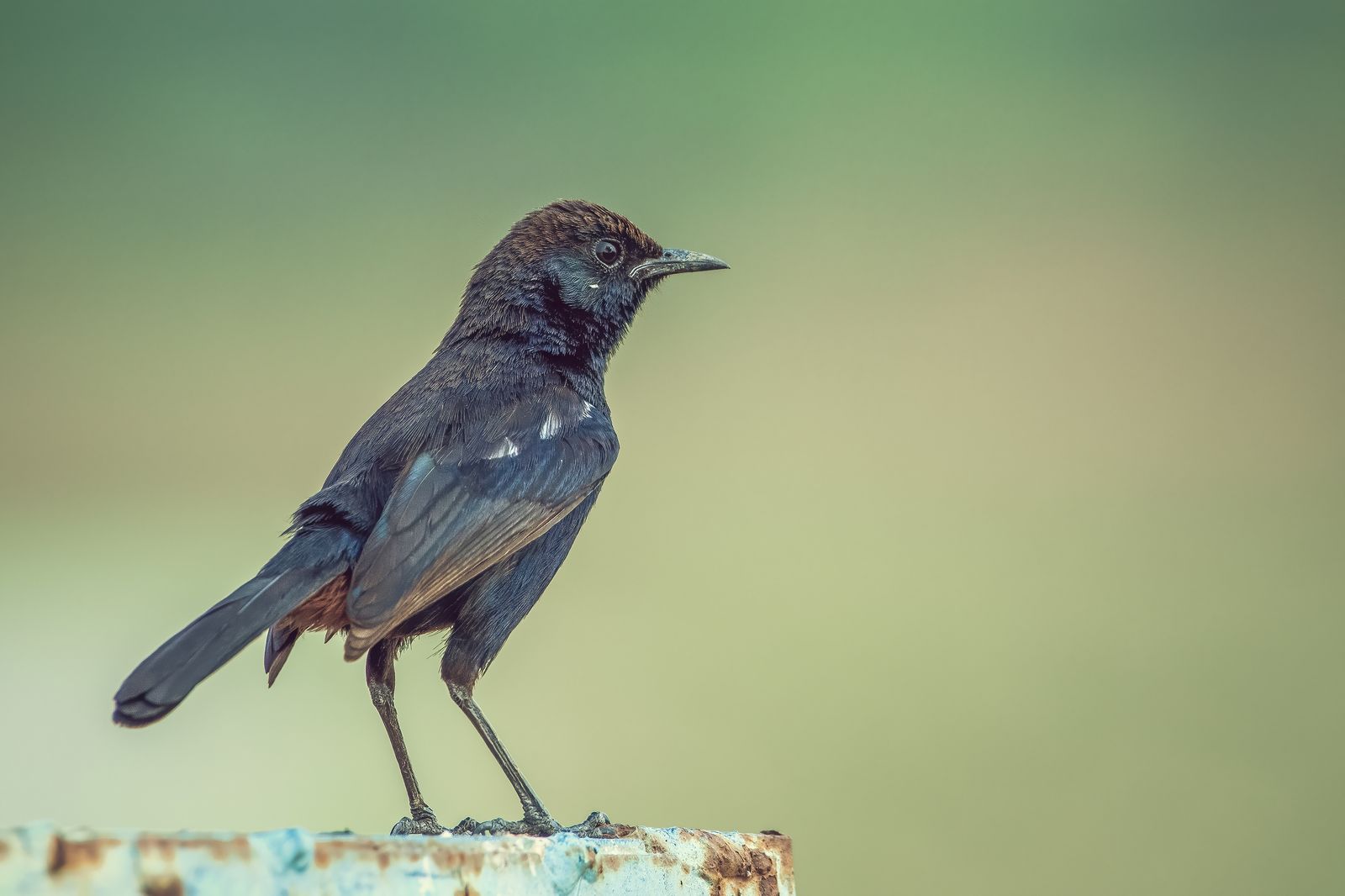 Birds 037