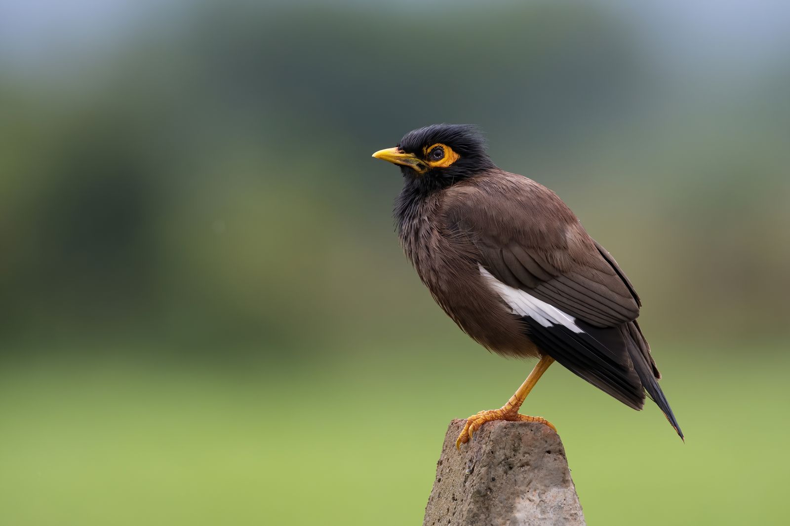 Birds 039