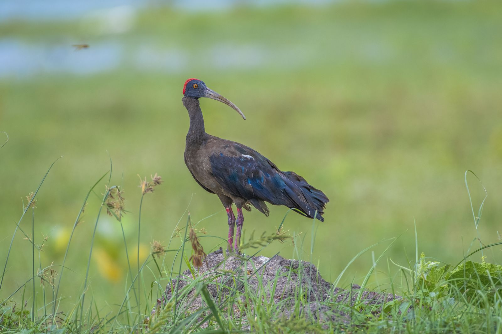 Birds 040