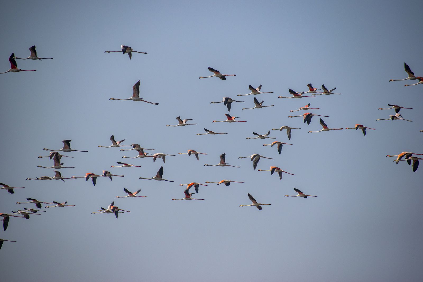 Birds 041
