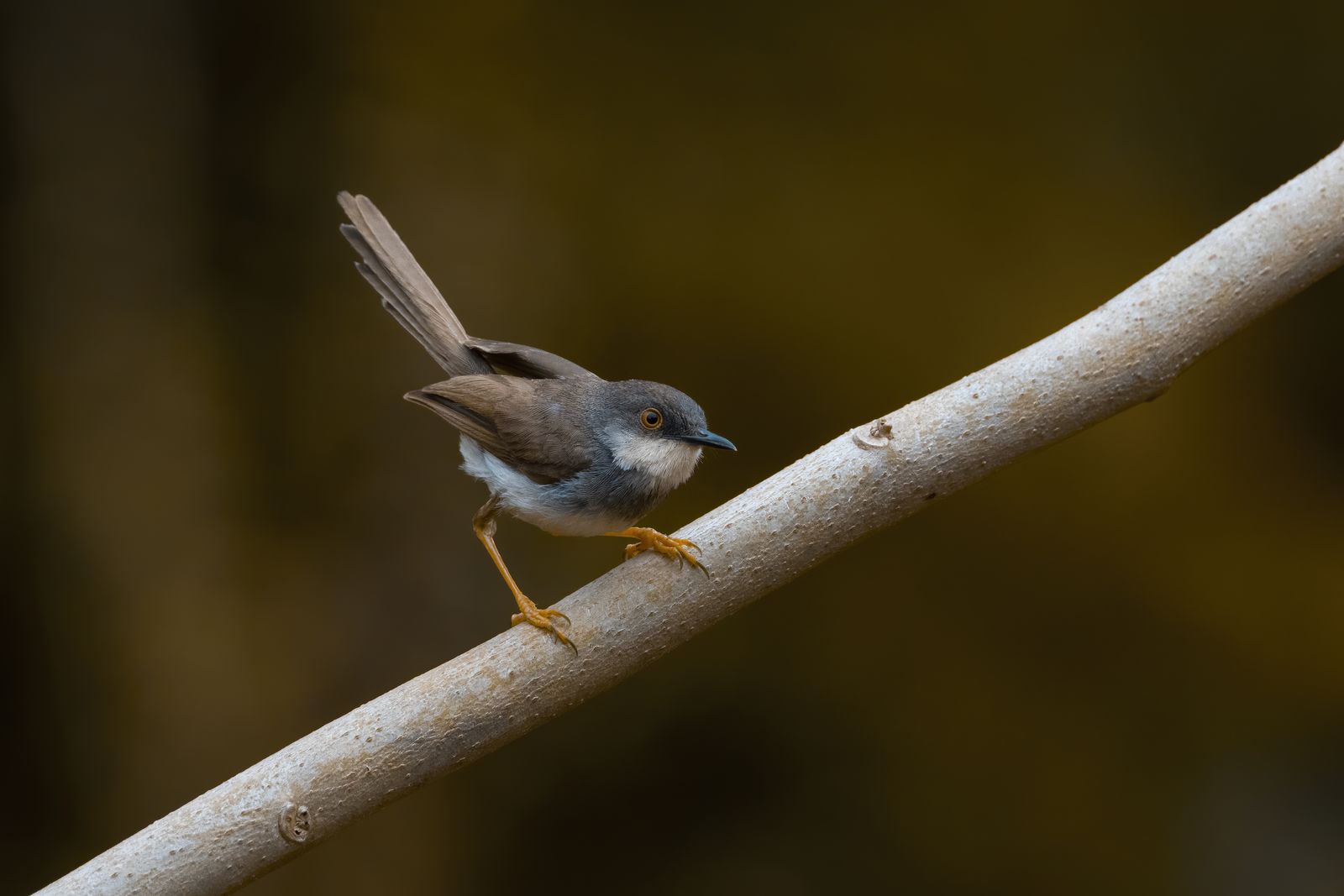Birds 042