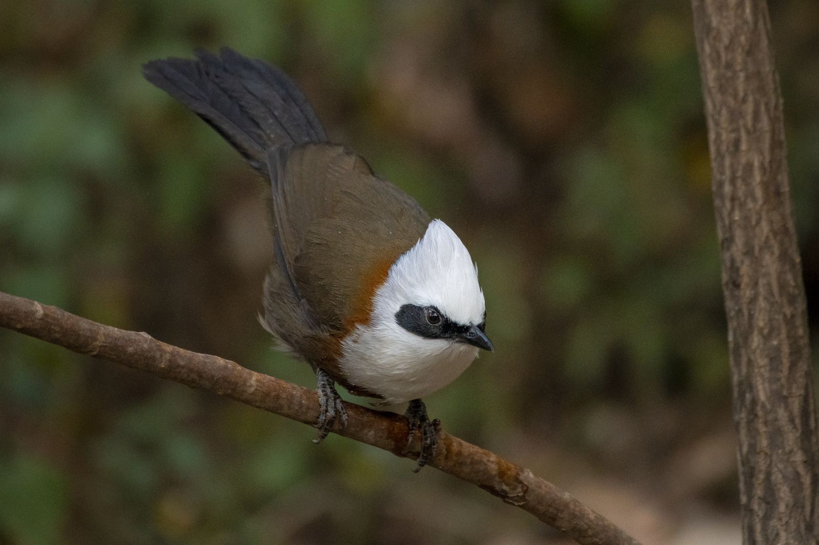 Birds 044