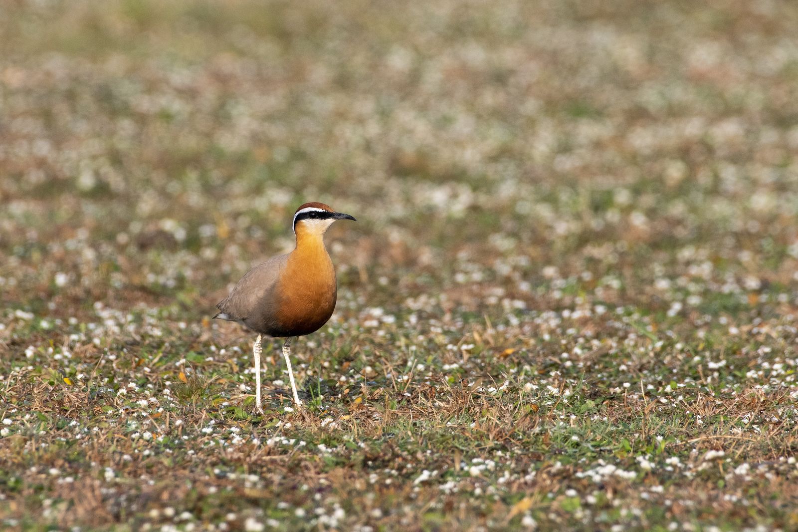Birds 045
