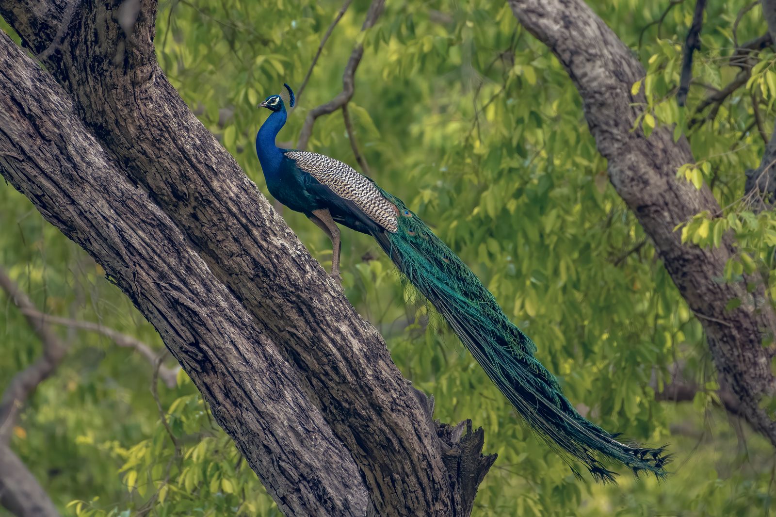 Birds 048
