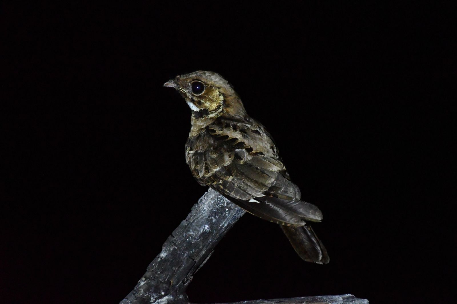 Birds 050