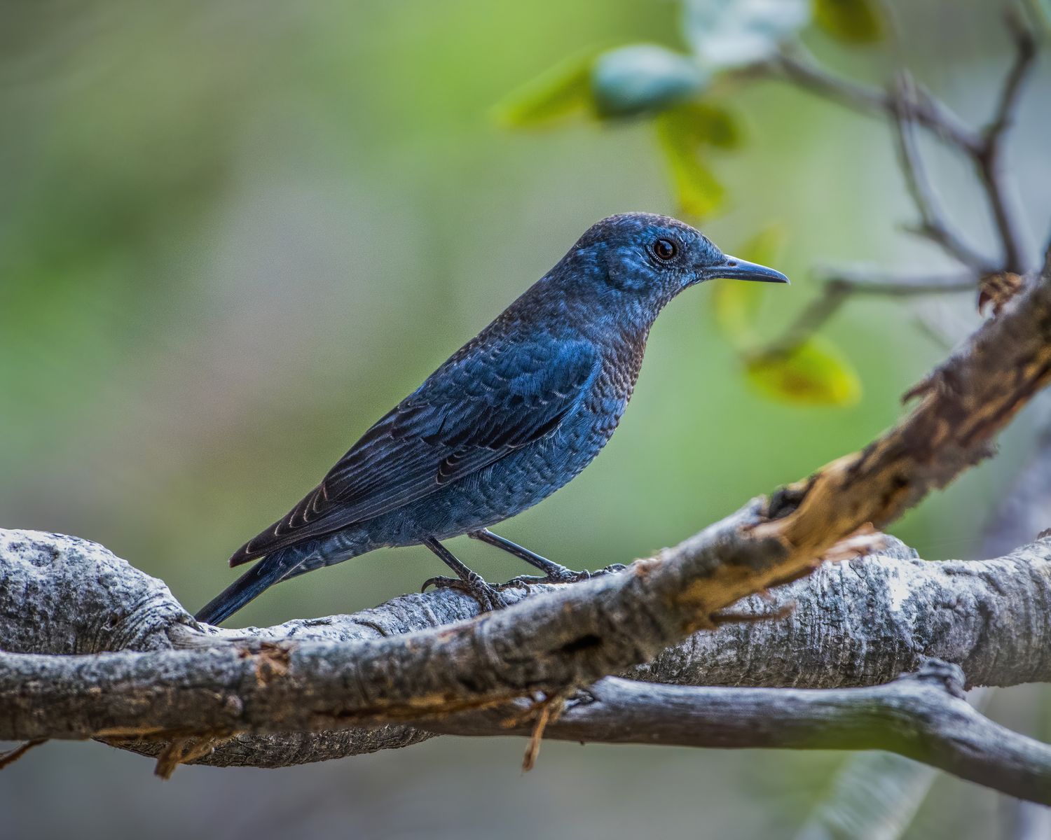 Birds 051