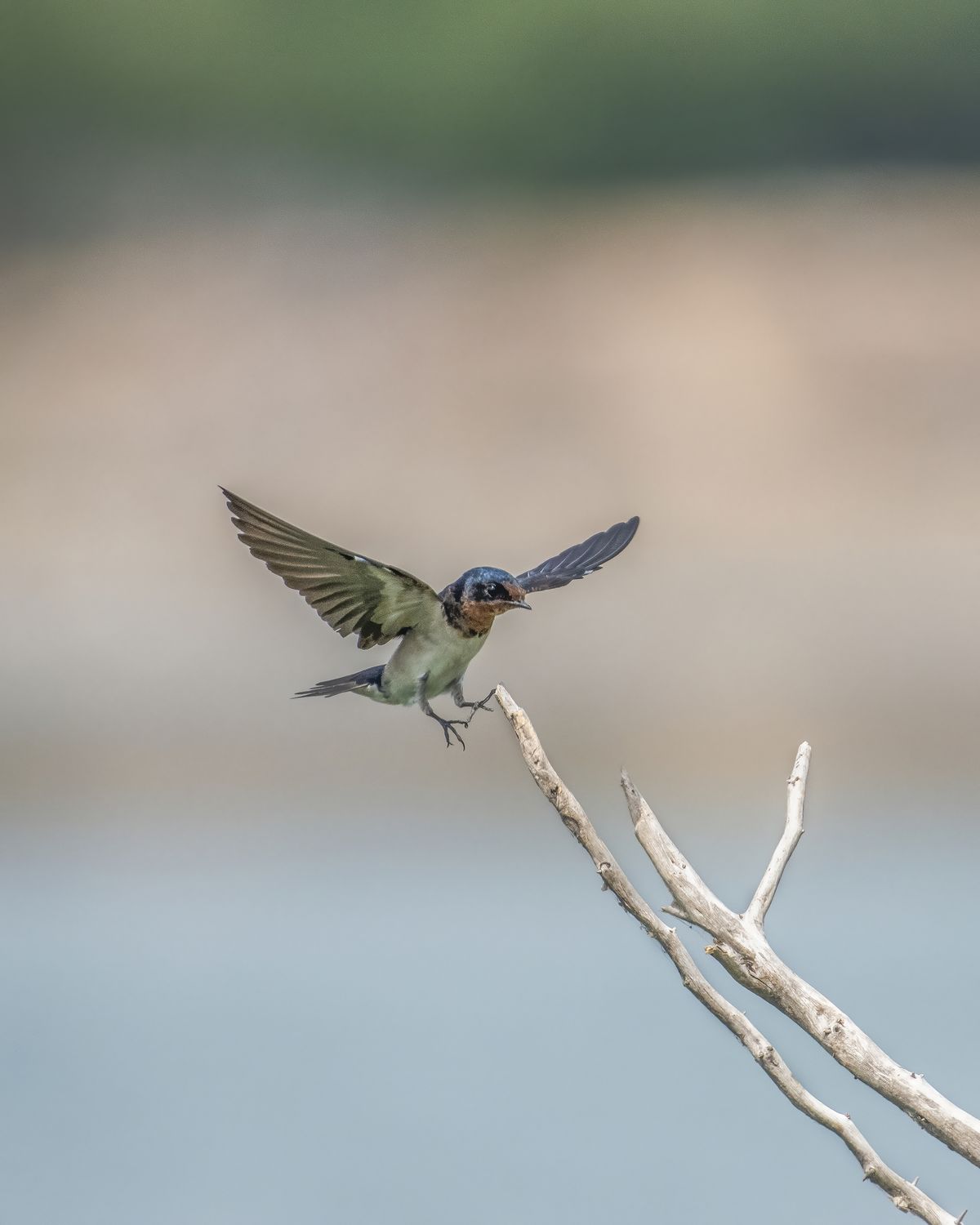 Birds 052