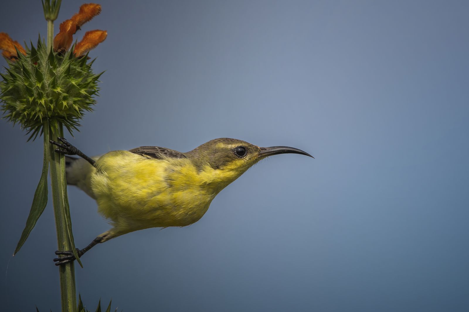 Birds 053