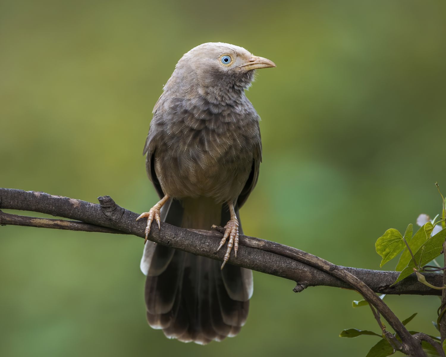 Birds 054