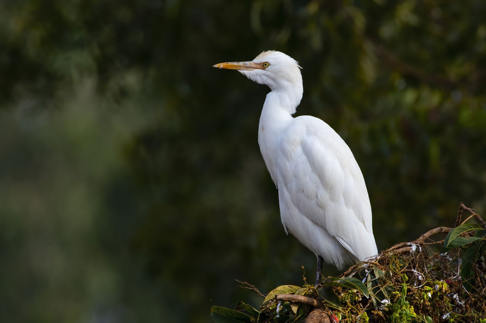 Birds 056