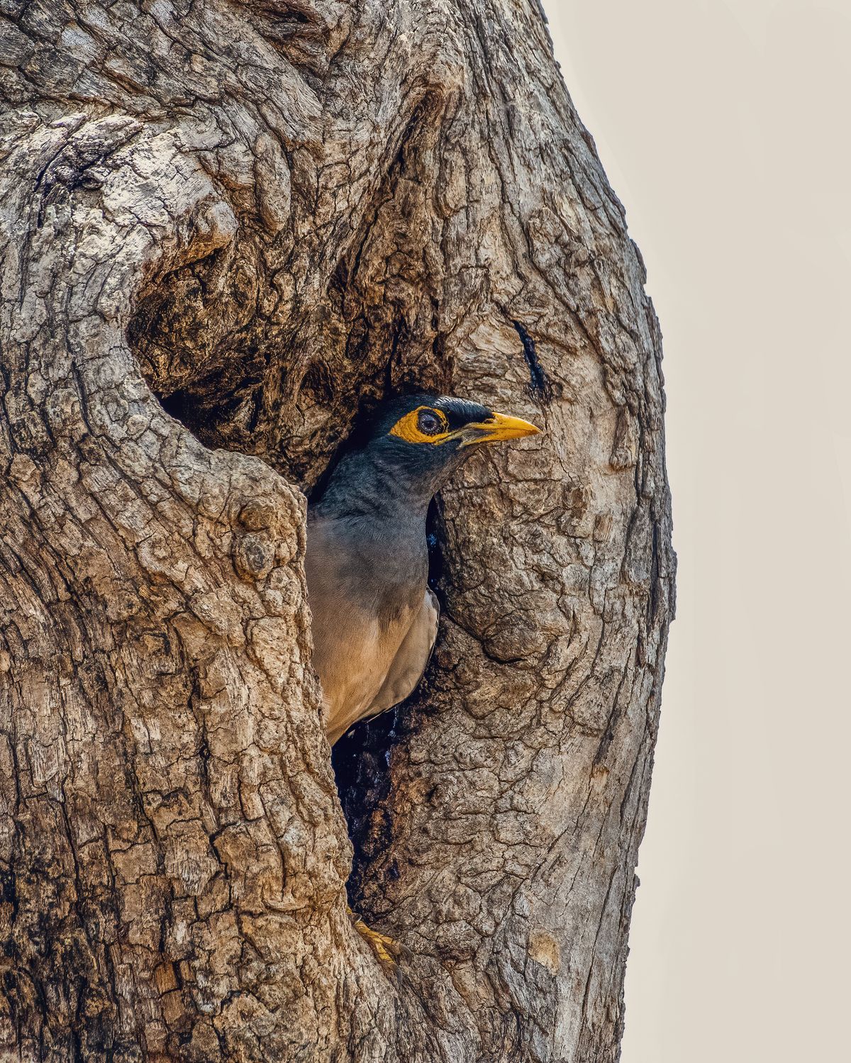 Birds 057