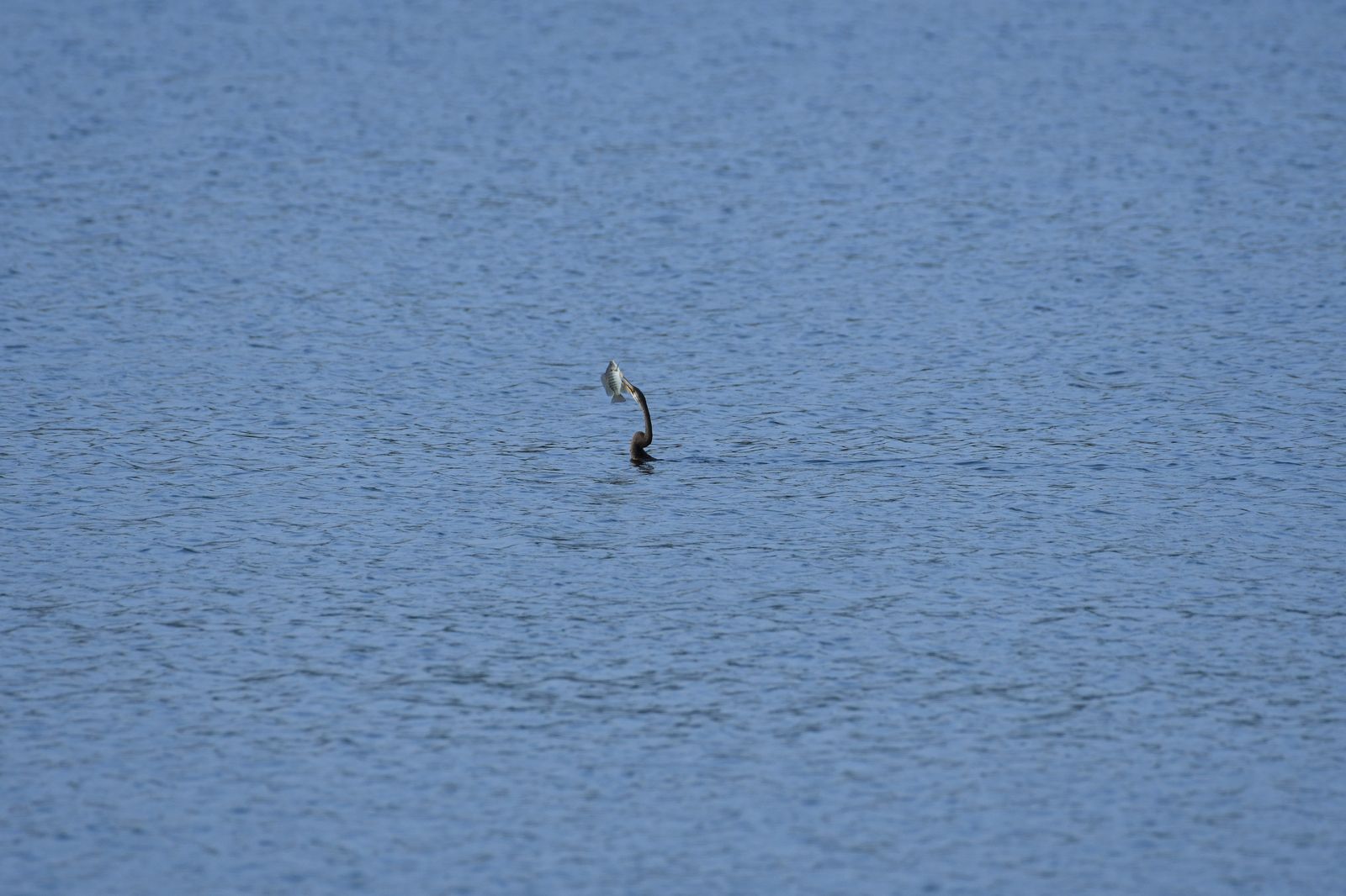 Birds 059