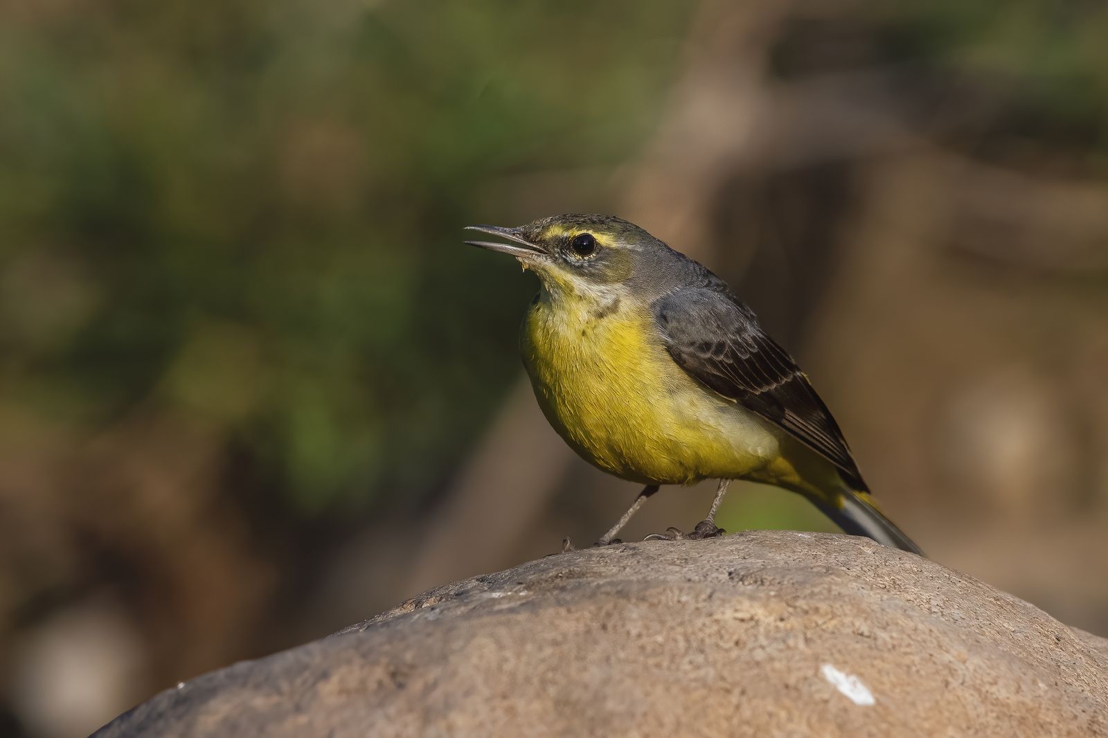Birds 060
