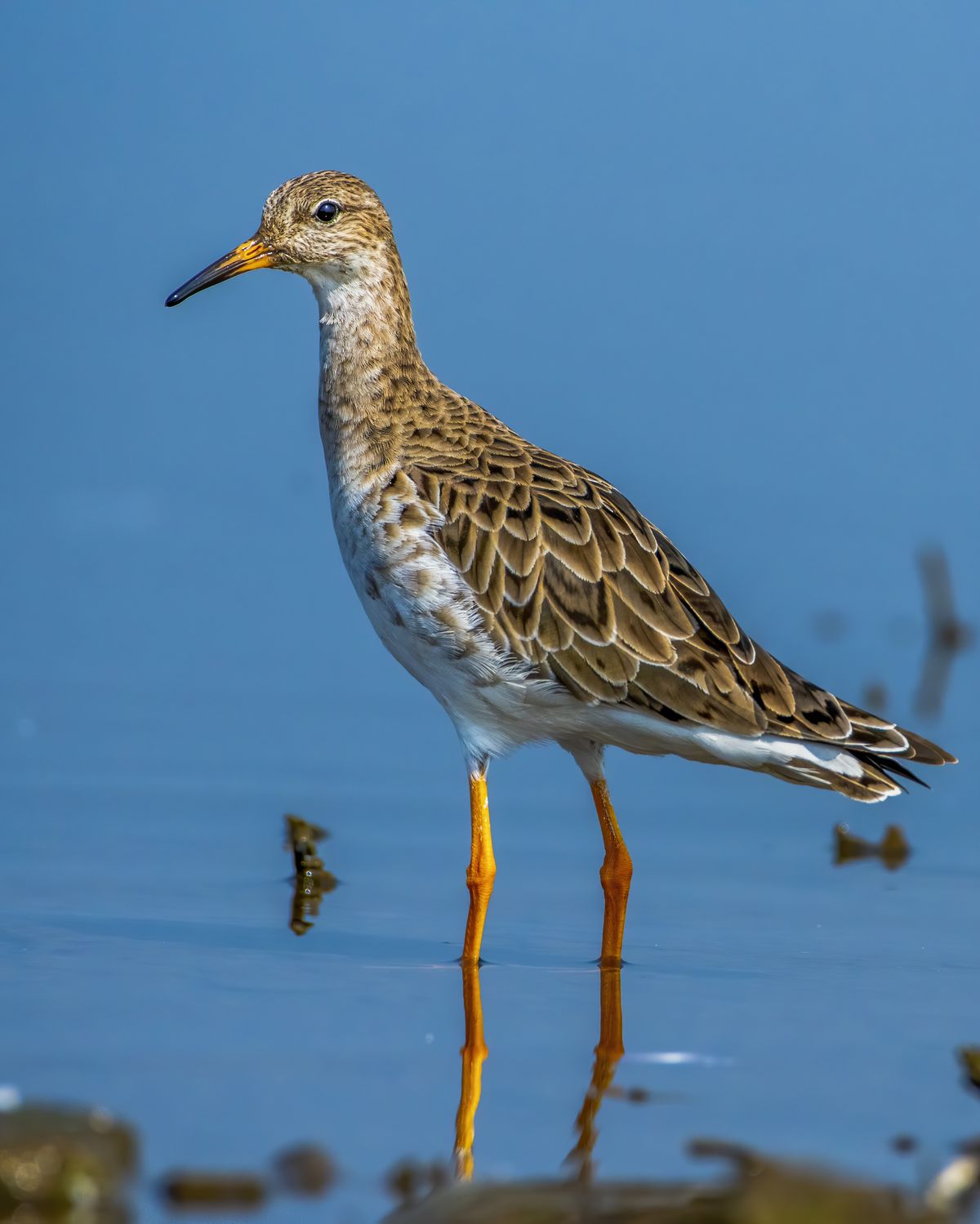 Birds 061