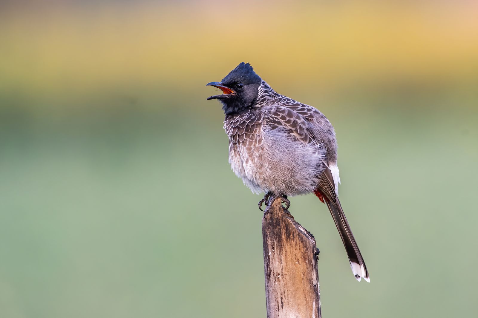 Birds 063