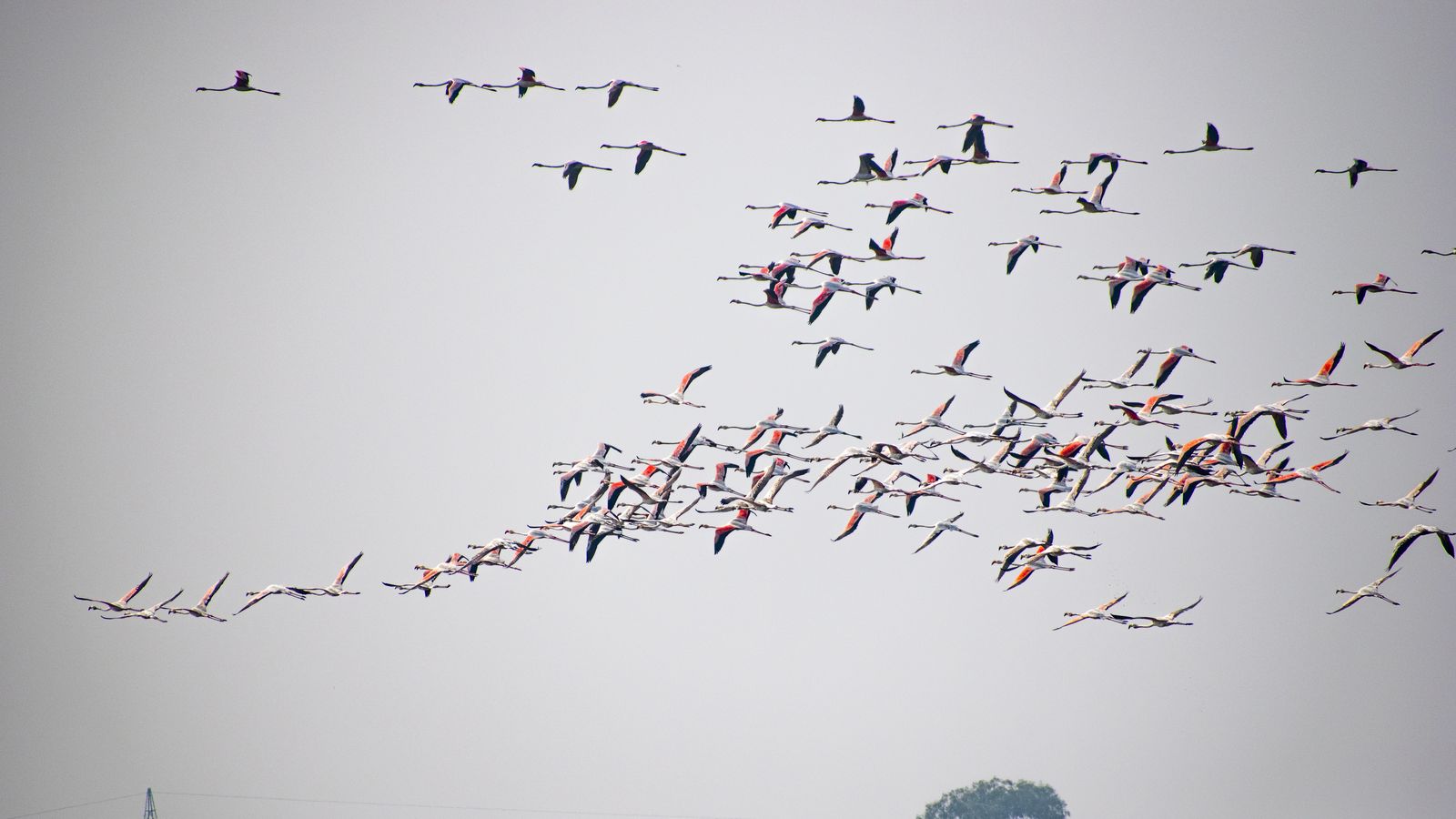 Birds 064