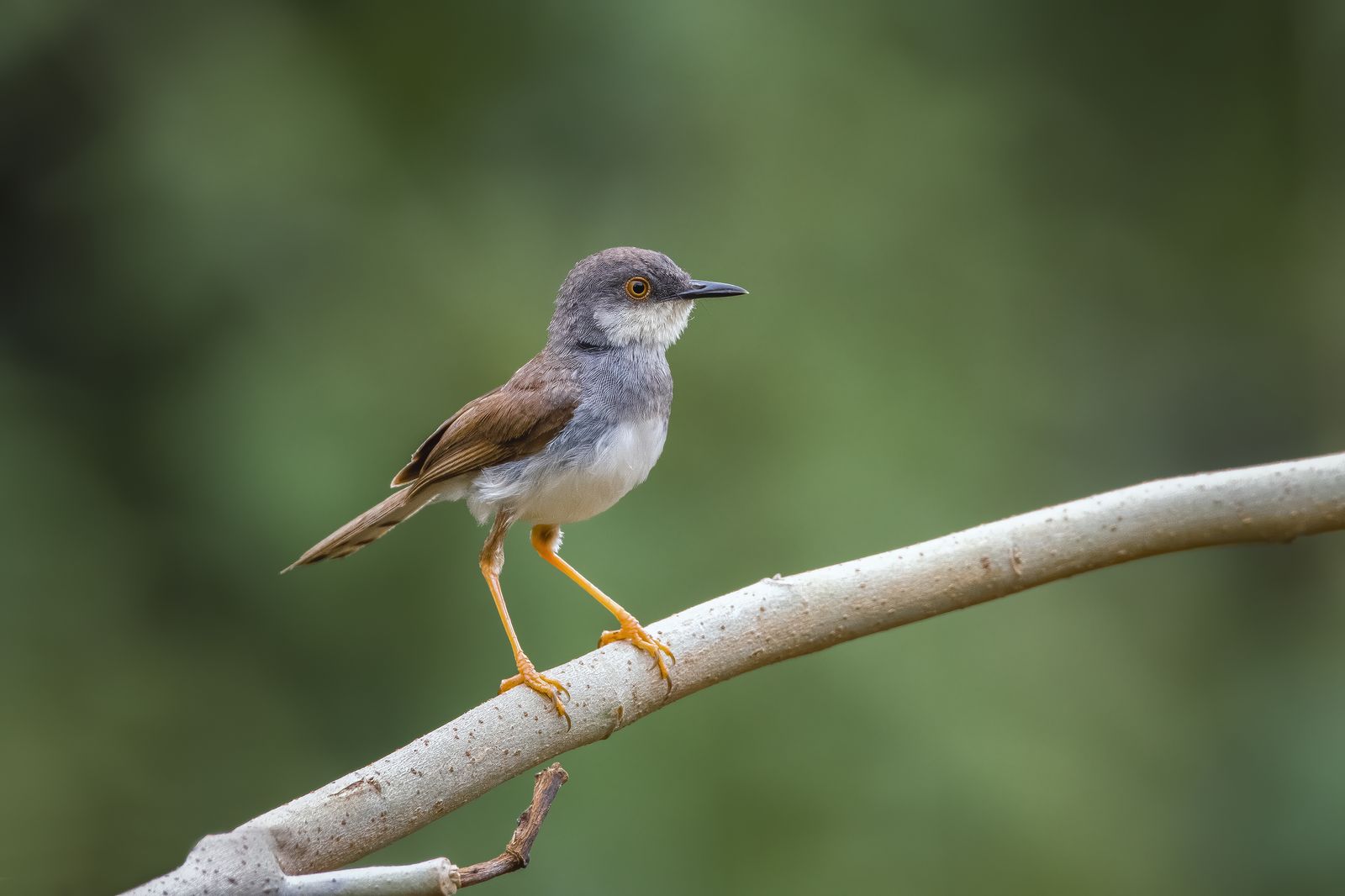 Birds 066