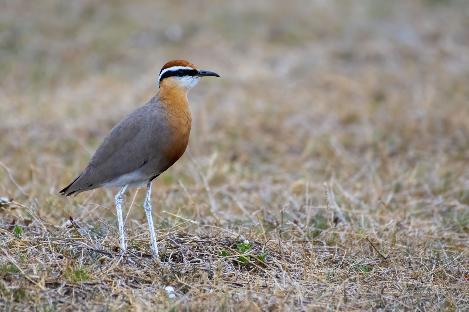 Birds 067