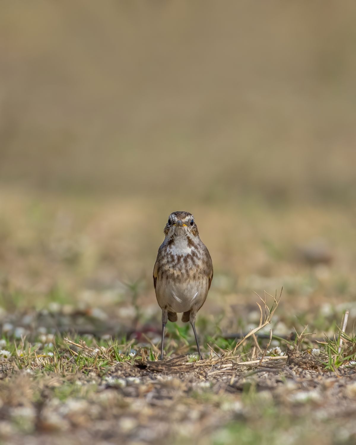 Birds 070