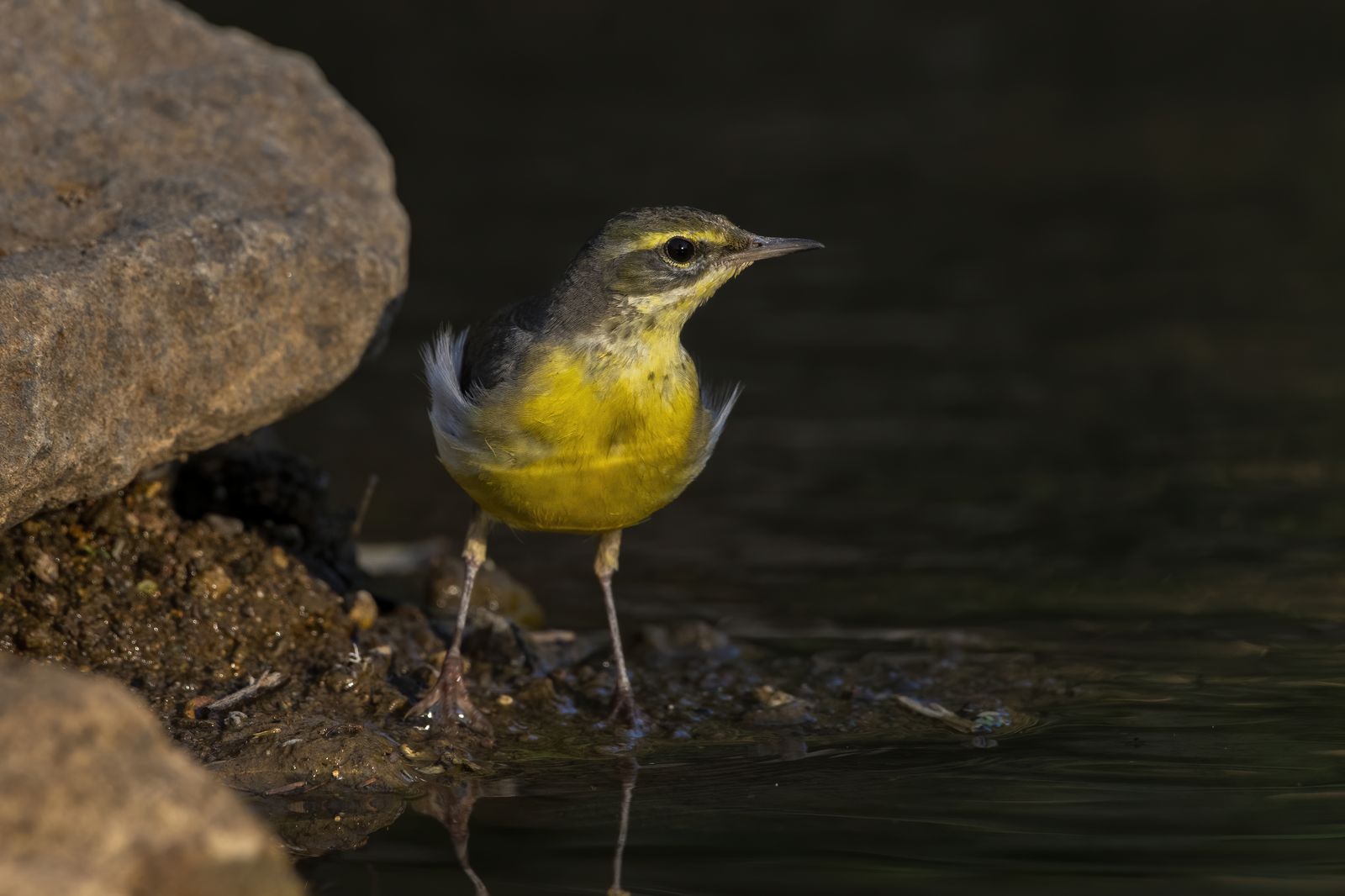 Birds 072