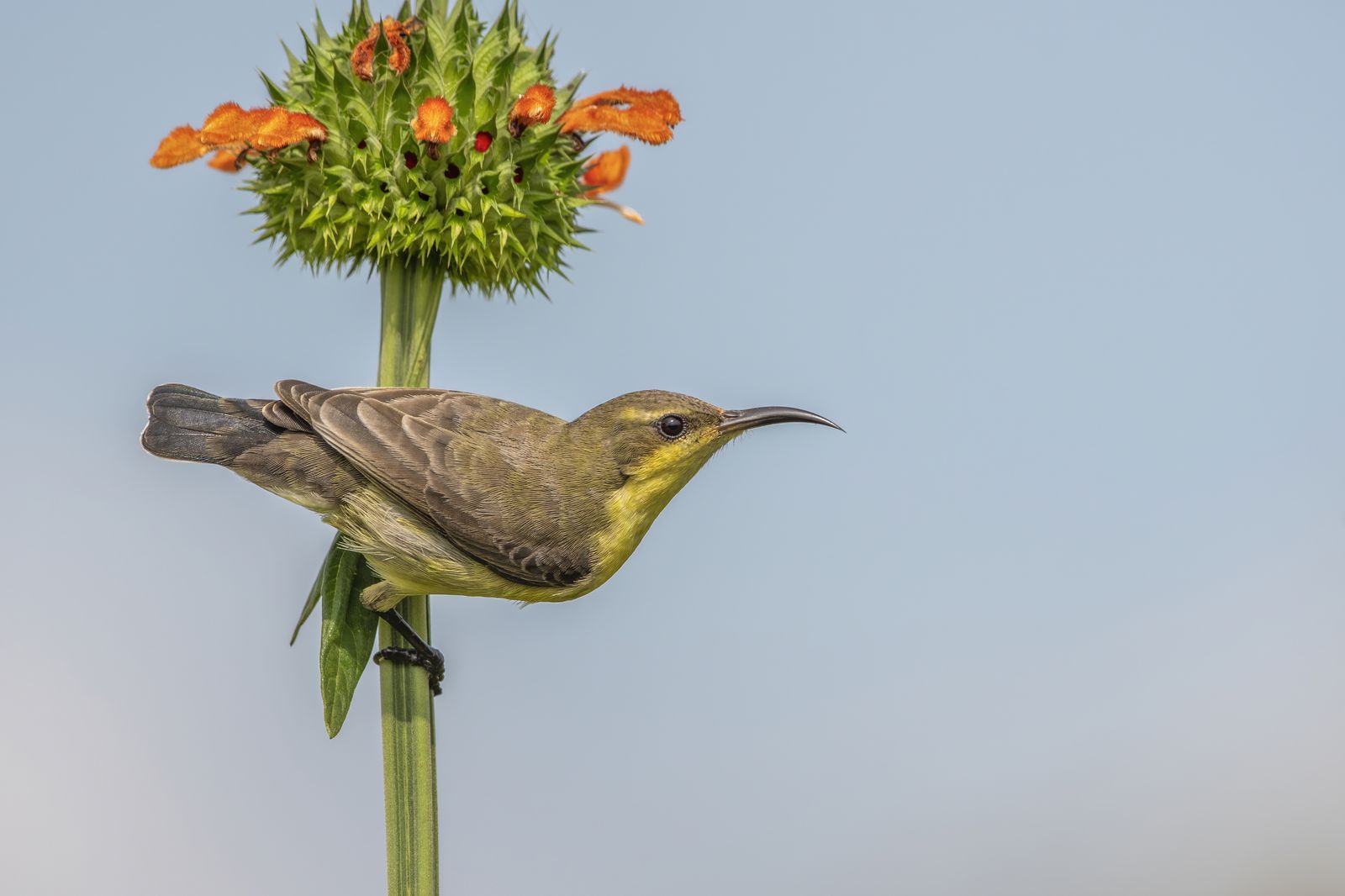 Birds 073