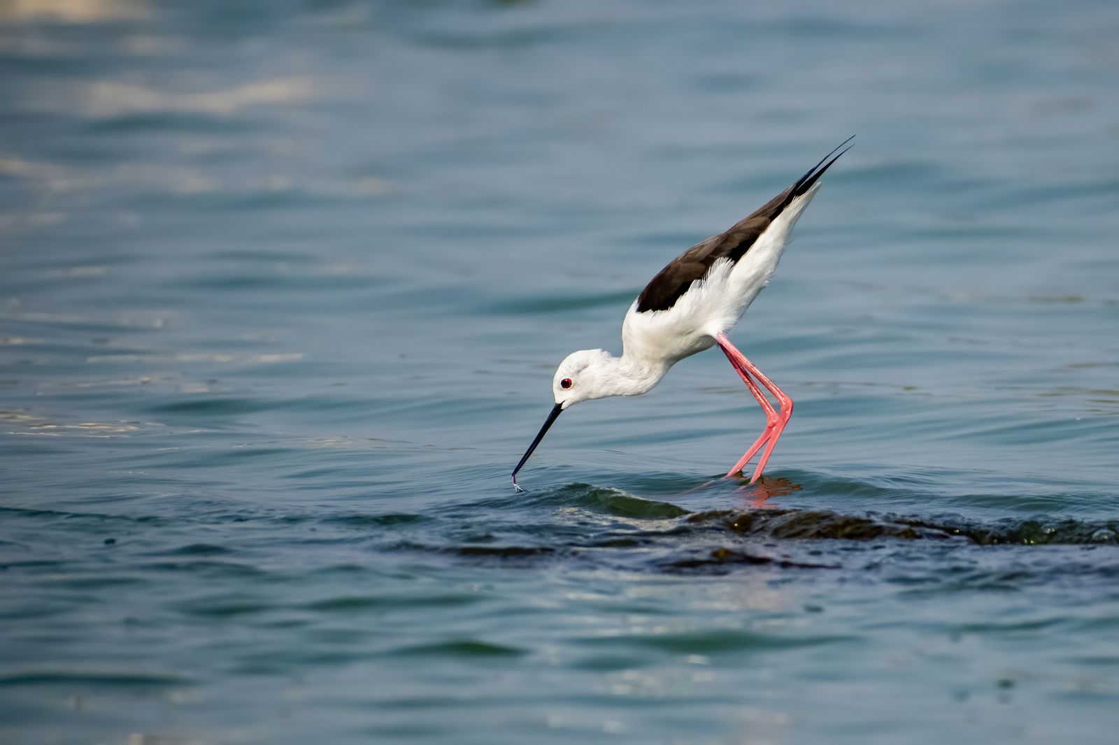 Birds 076
