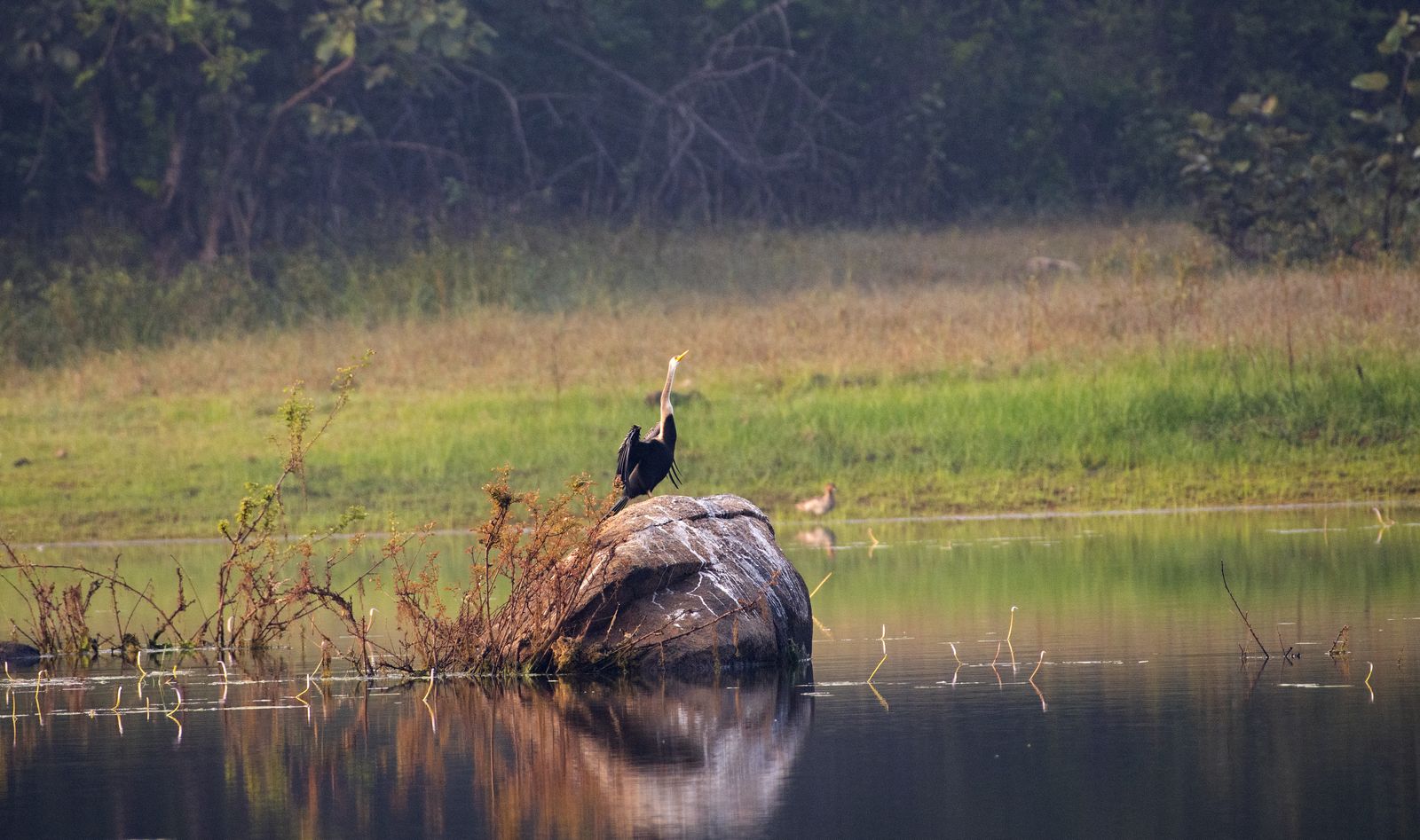 Birds 077