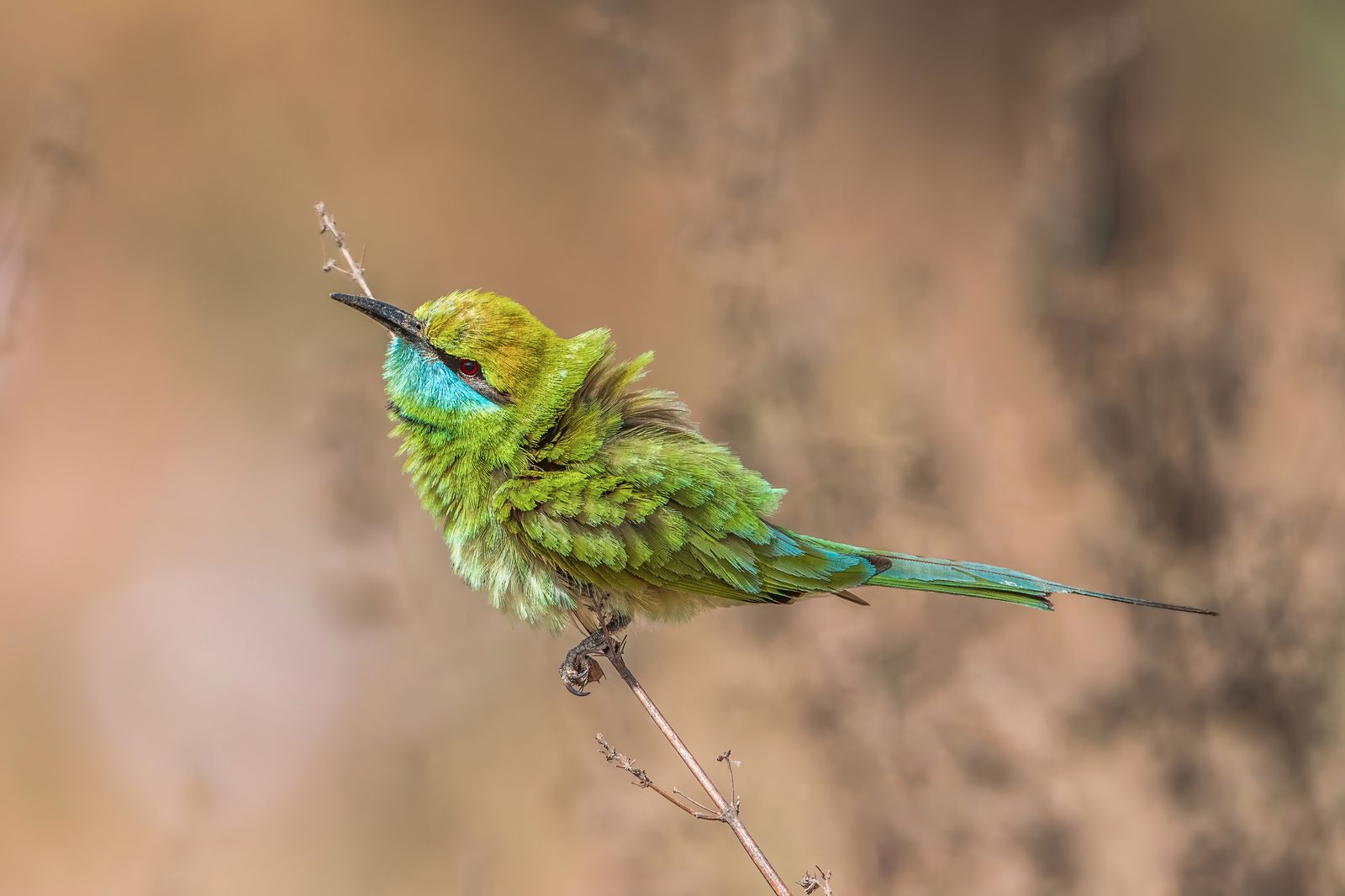 Birds 078