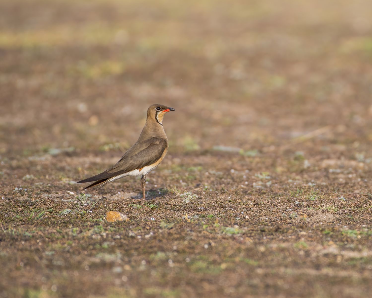 Birds 079