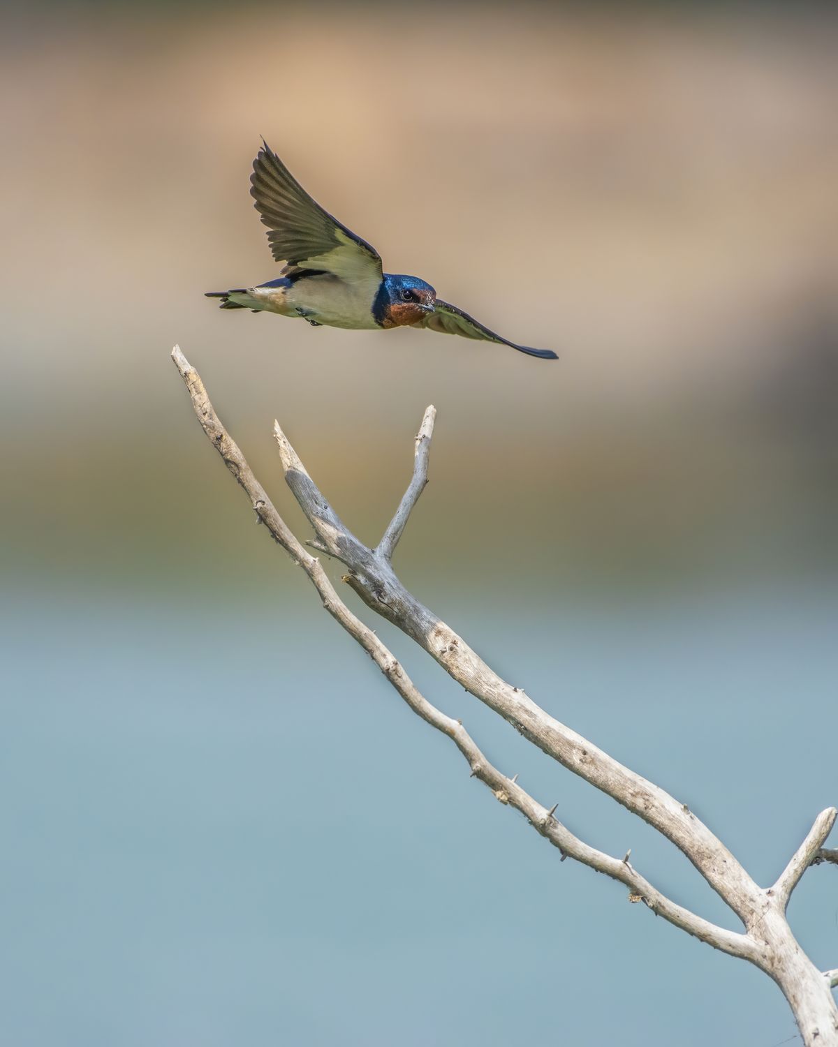 Birds 080