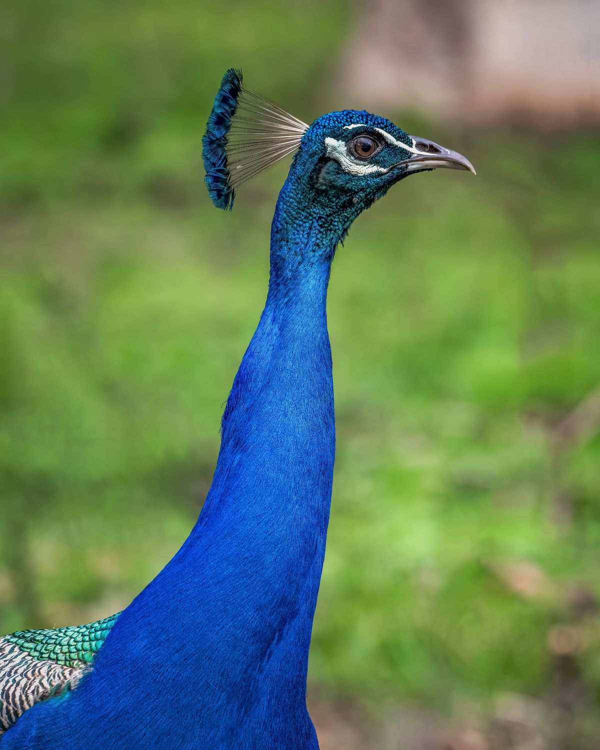 Birds 082