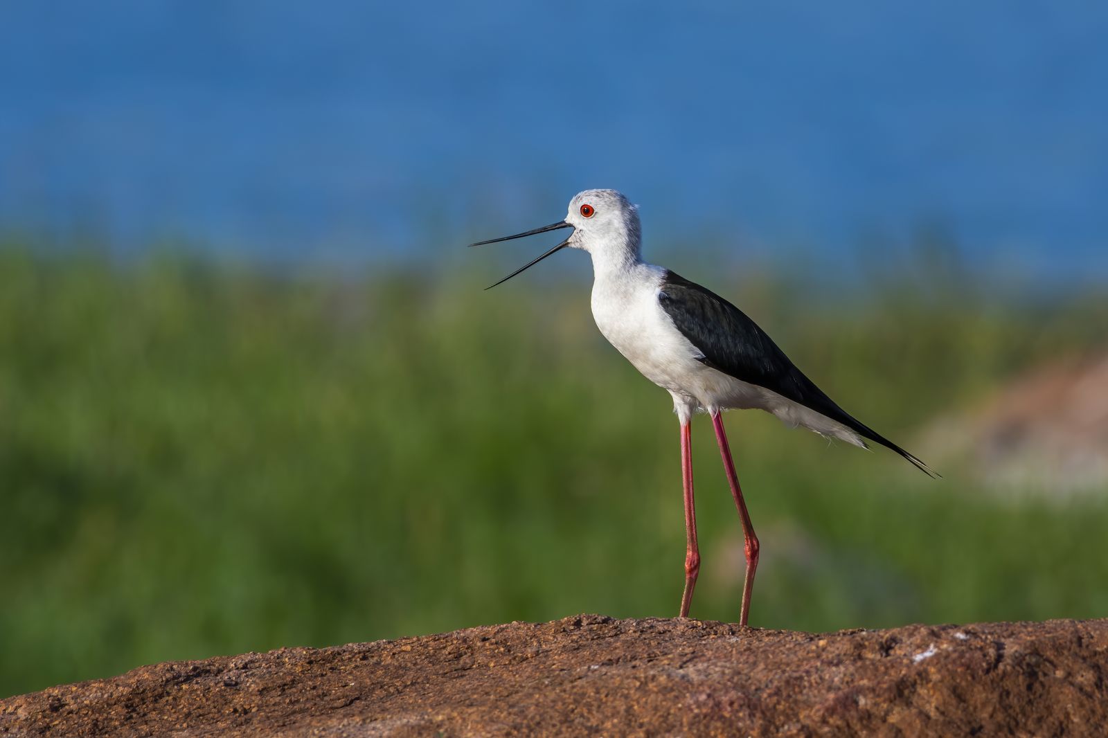 Birds 084