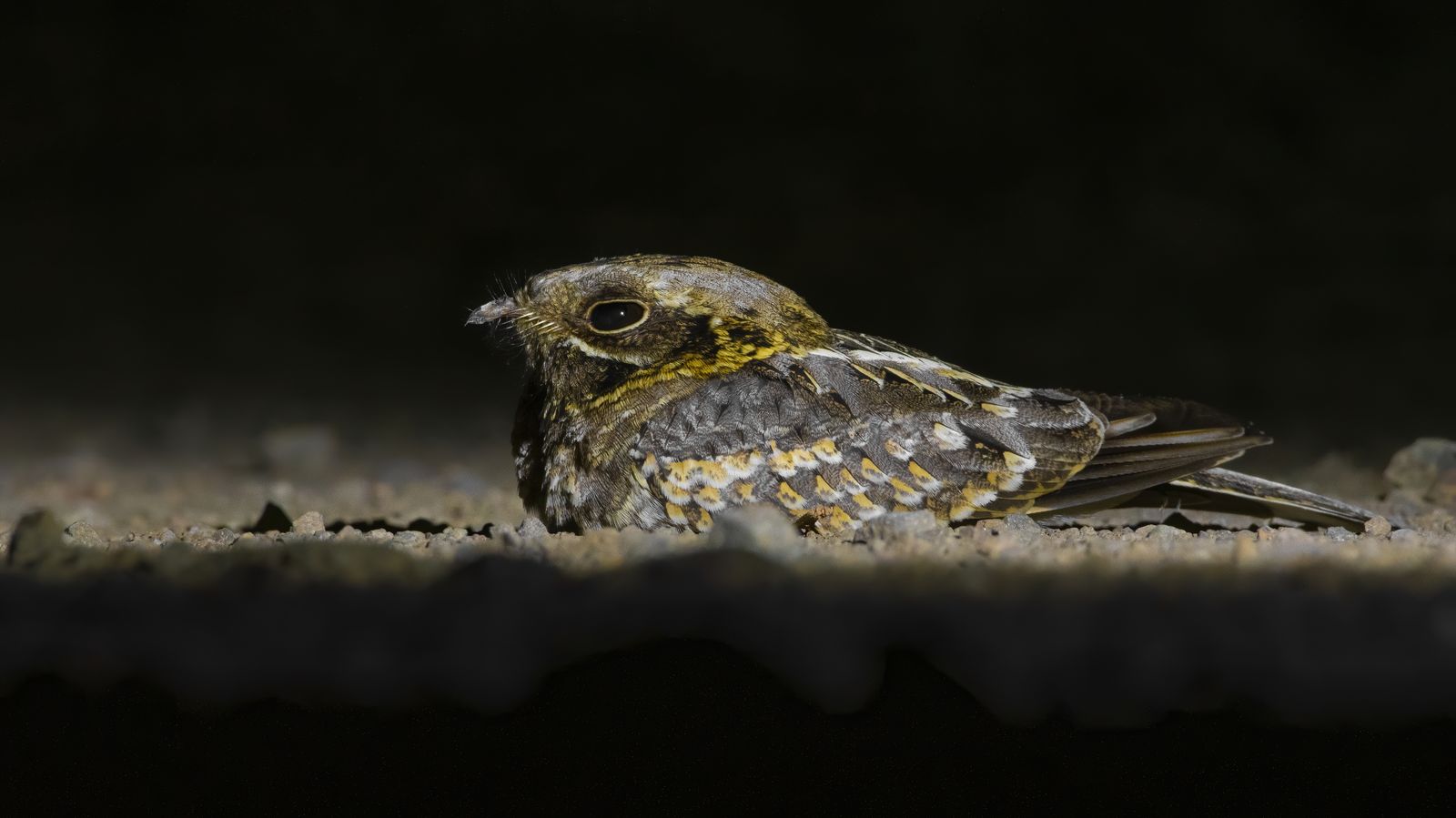 Birds 085