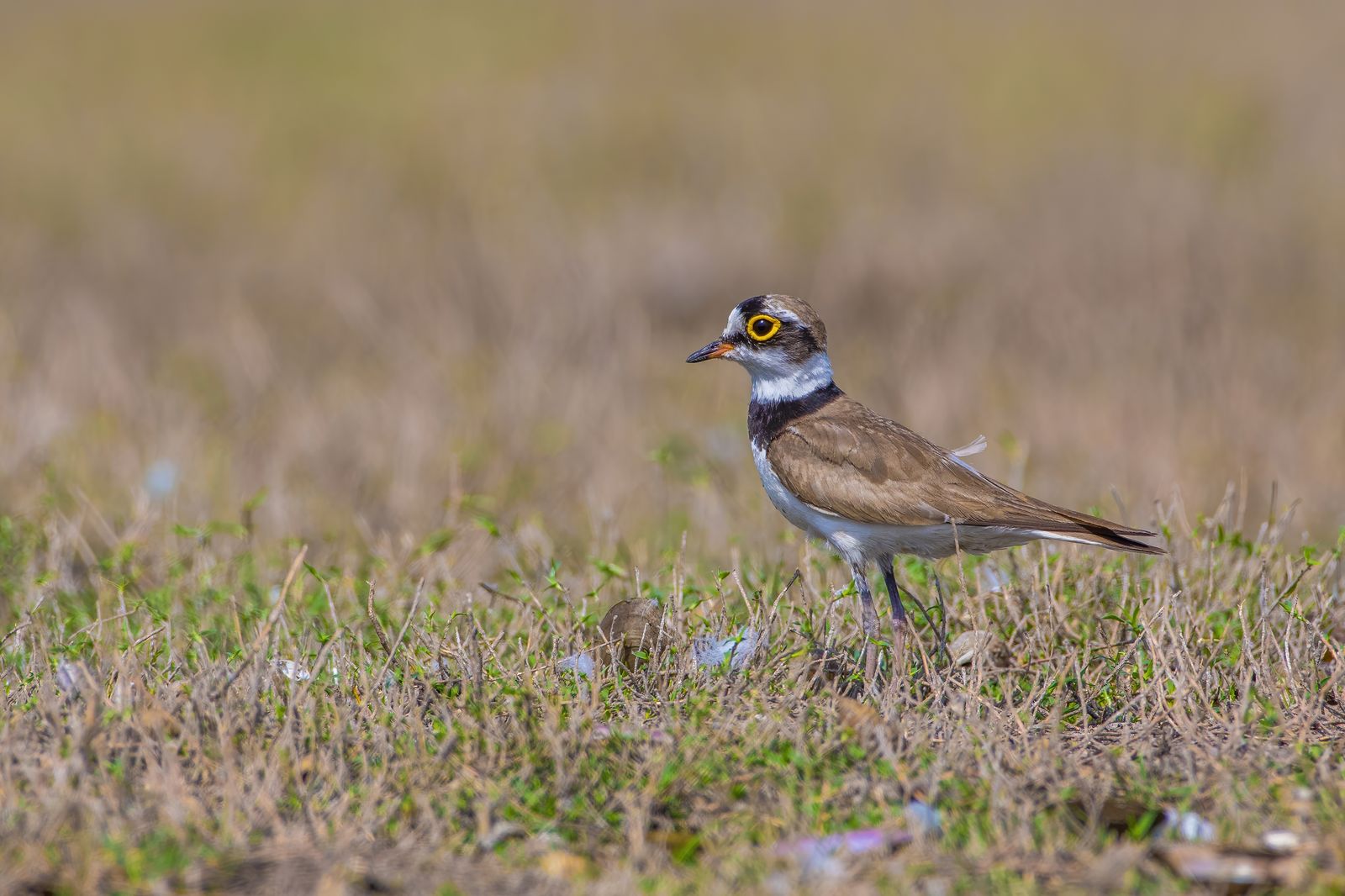 Birds 086