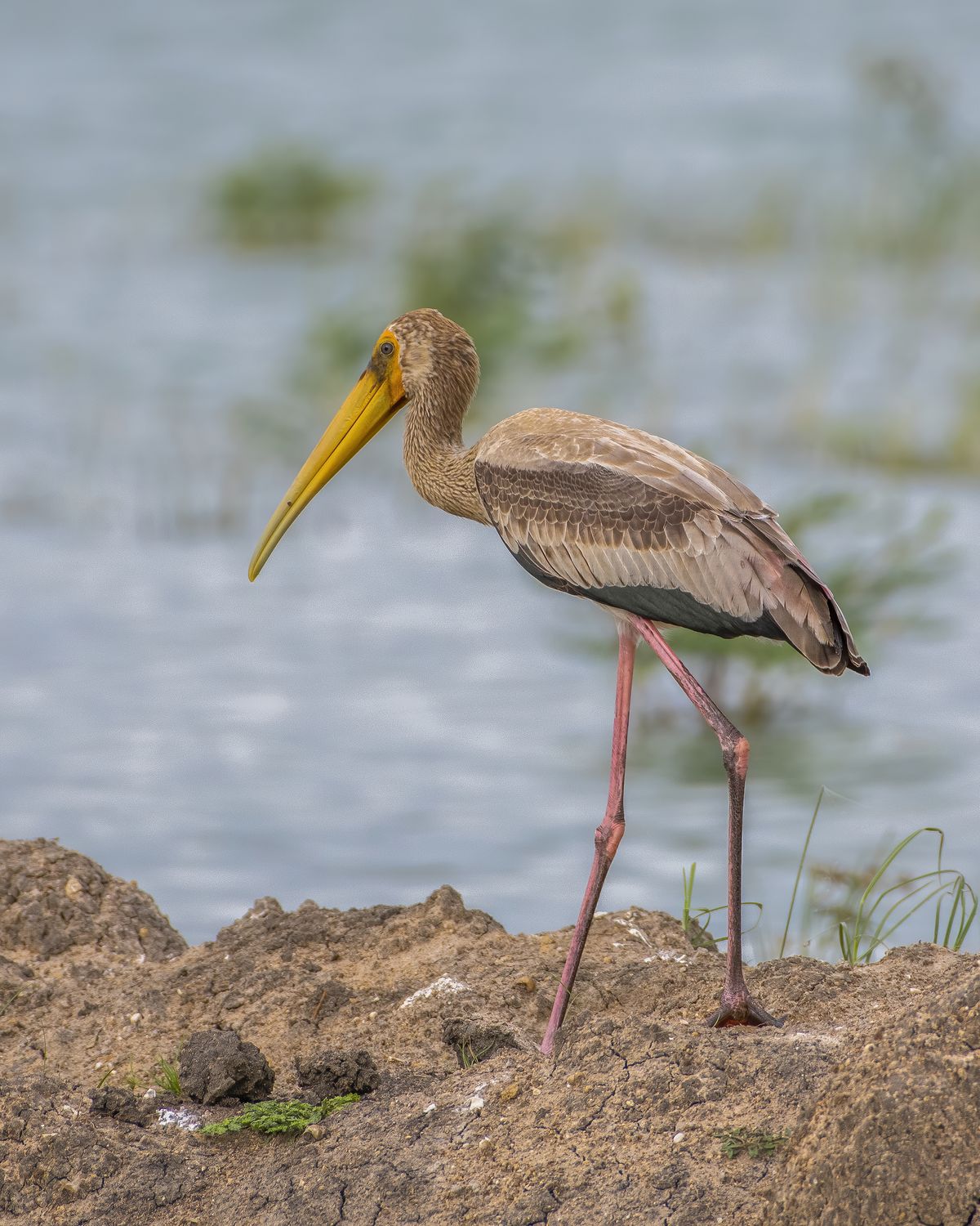 Birds 087