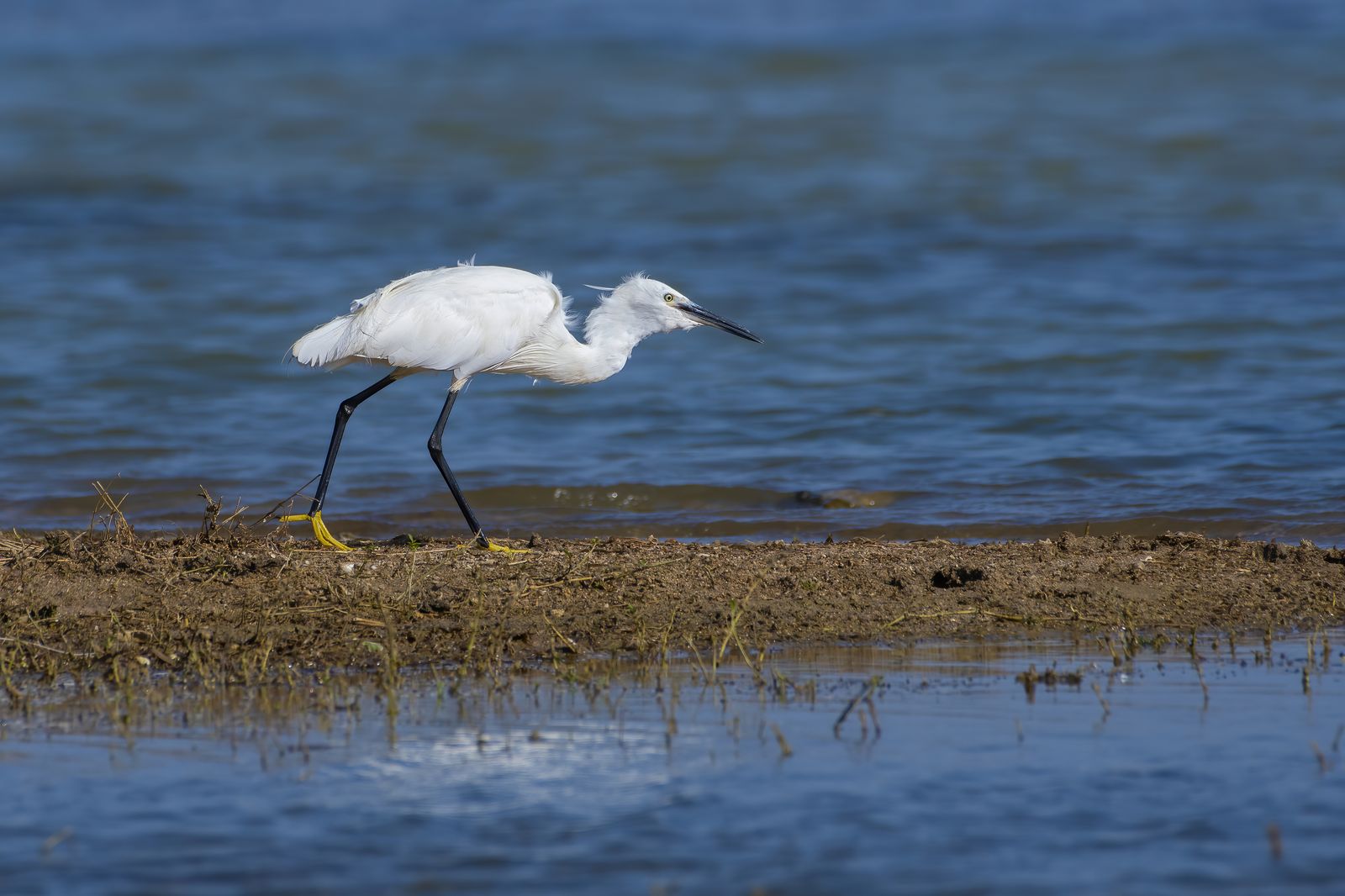 Birds 088