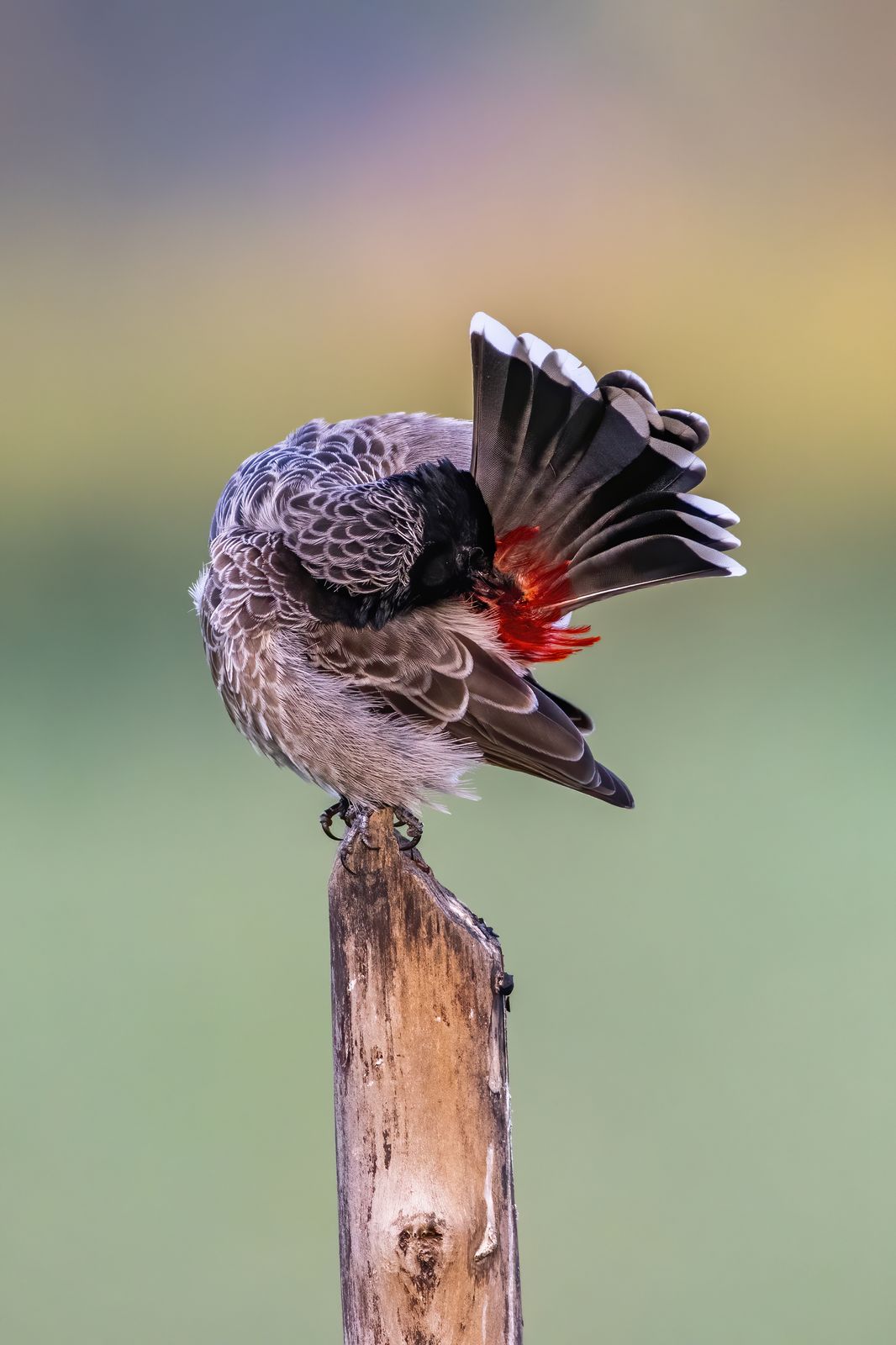 Birds 089