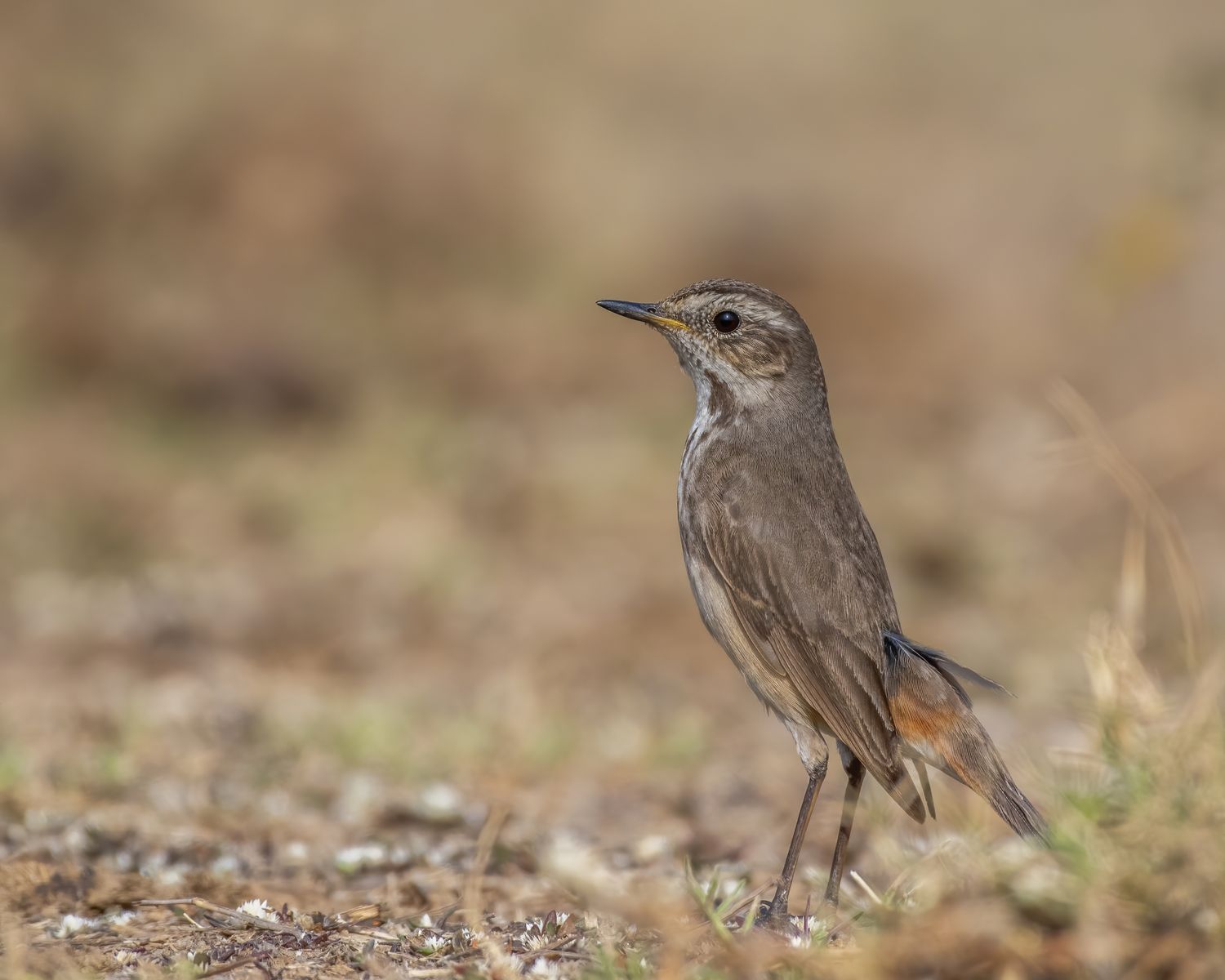 Birds 090