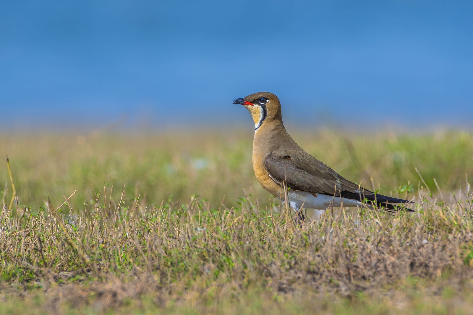 Birds 093