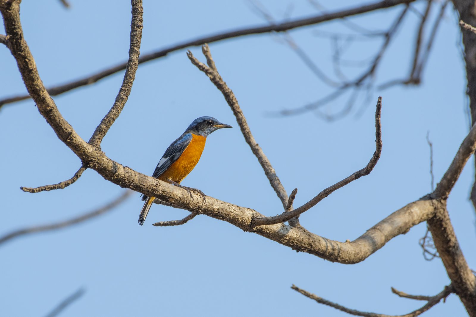 Birds 094