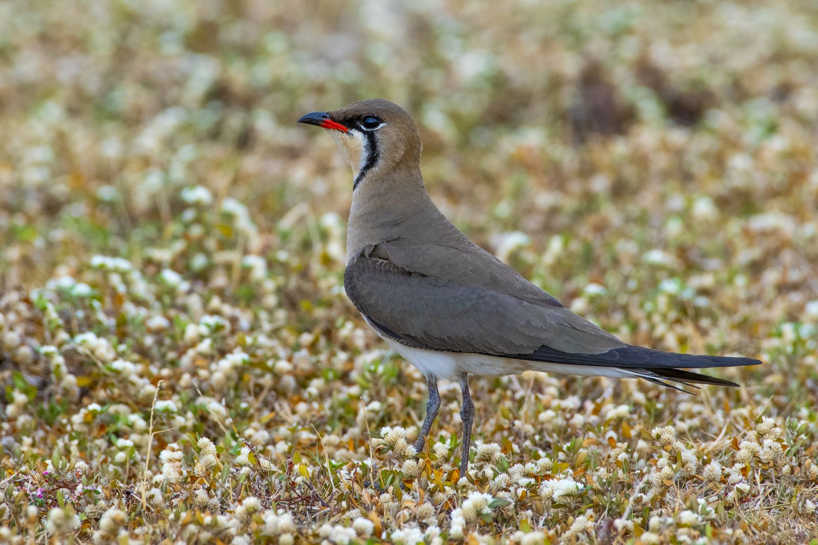 Birds 095