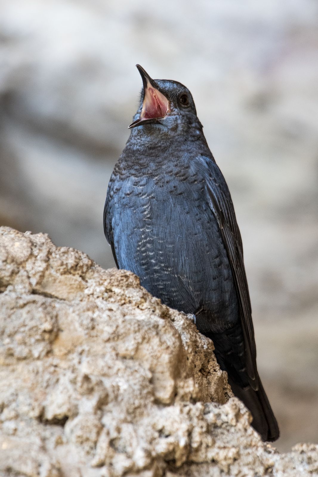 Birds 096