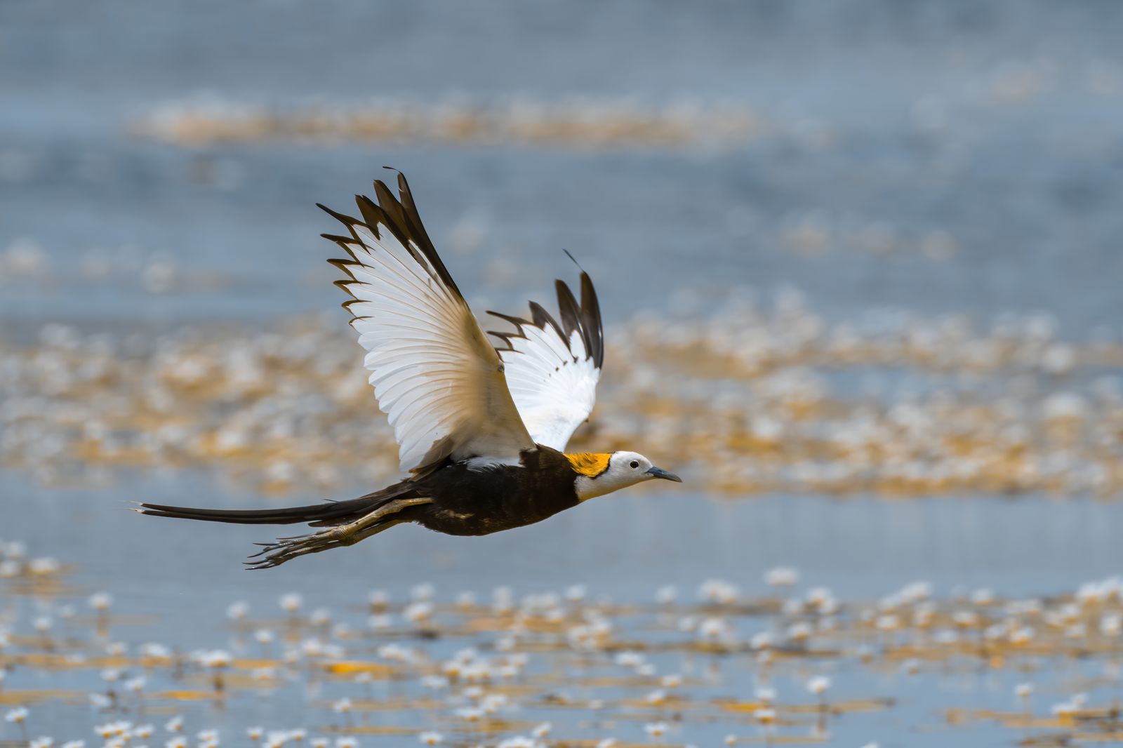 Birds 097