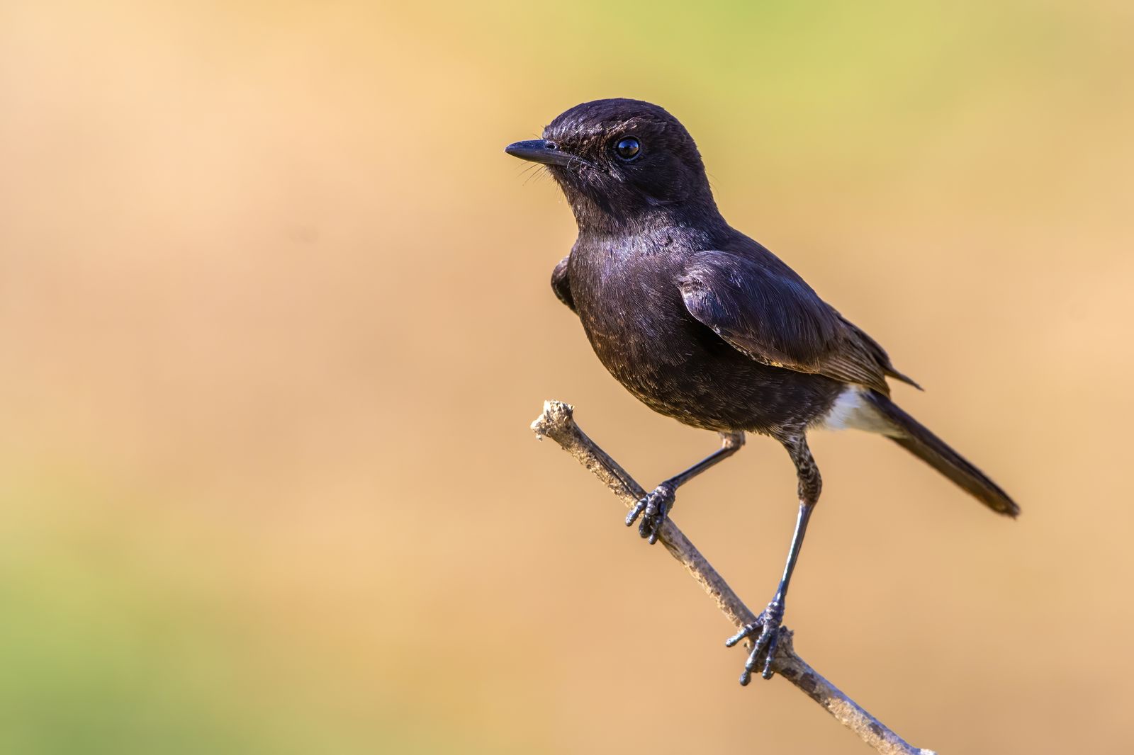Birds 098