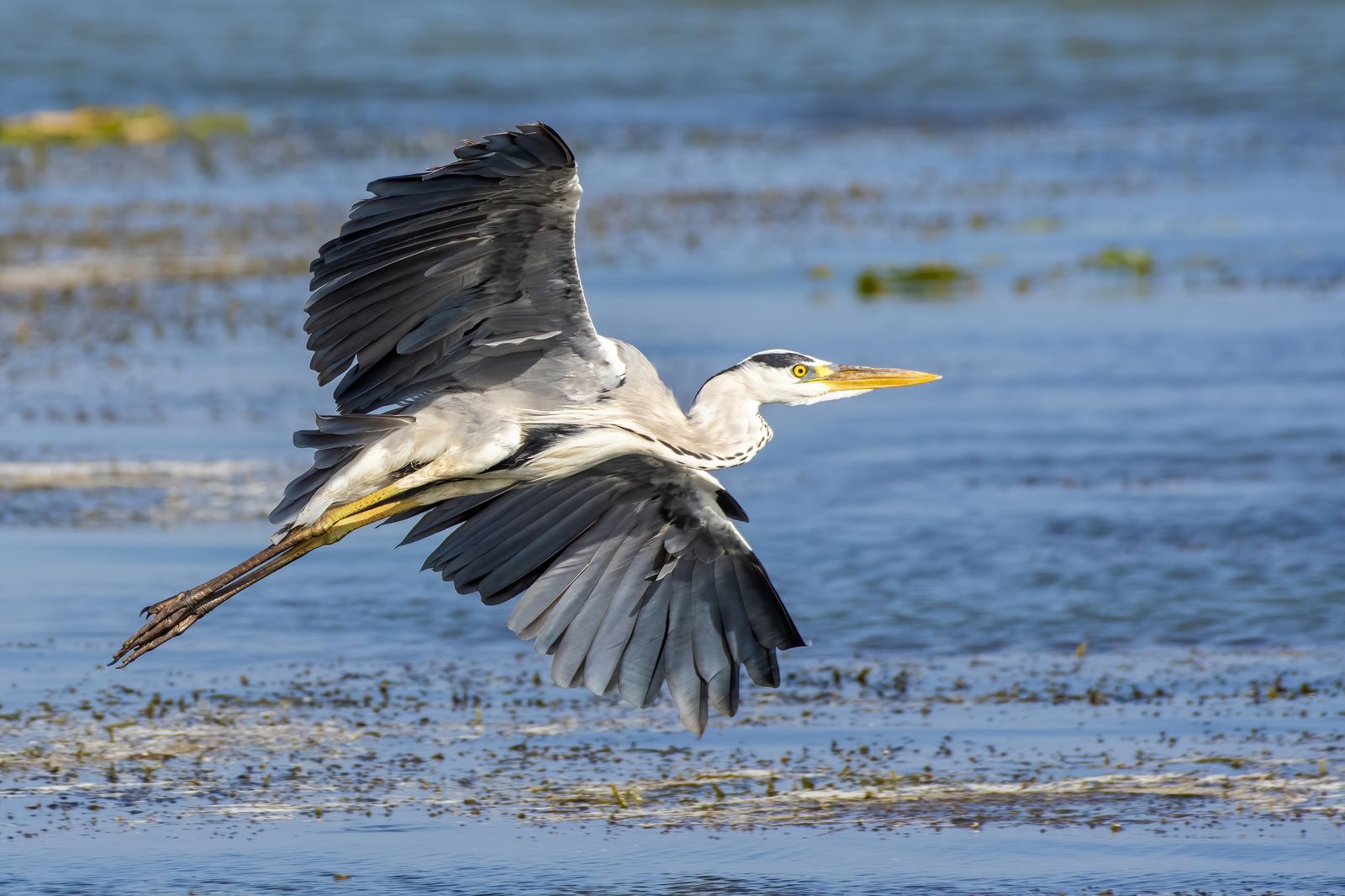 Birds 099