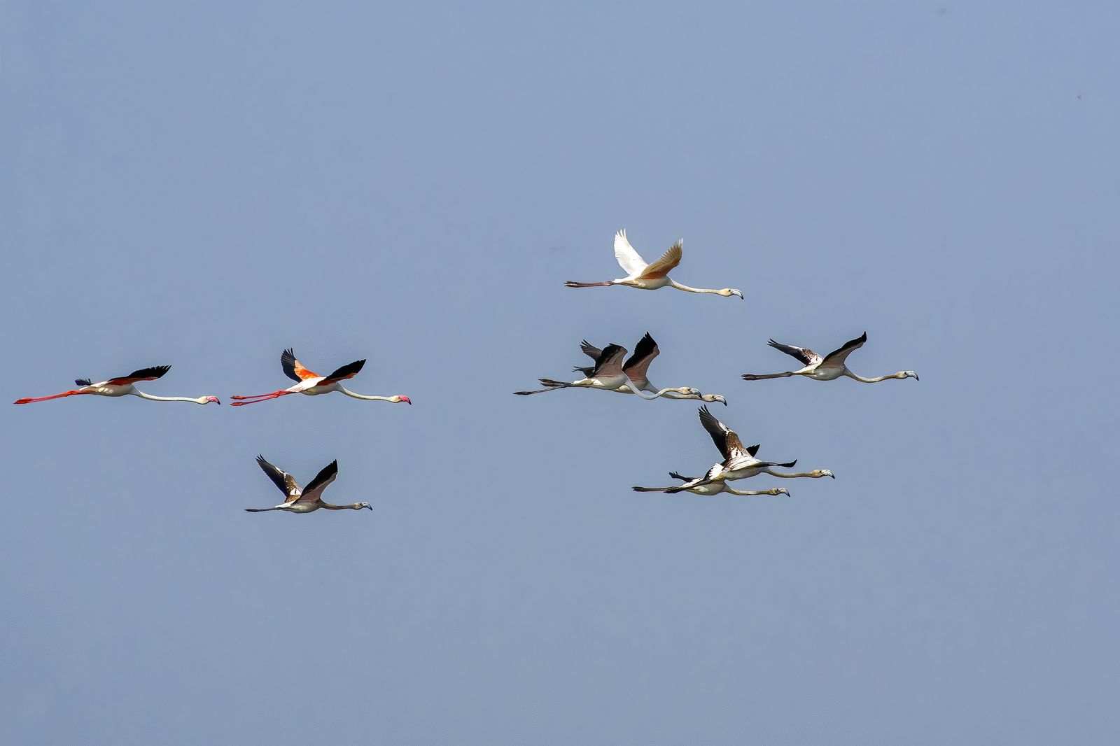 Birds 100