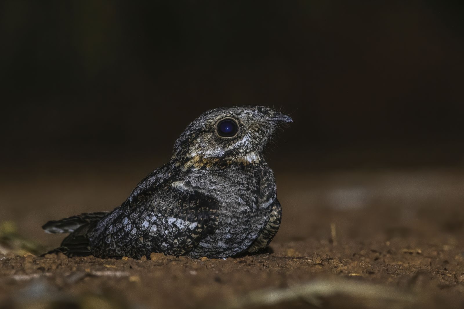 Birds 104