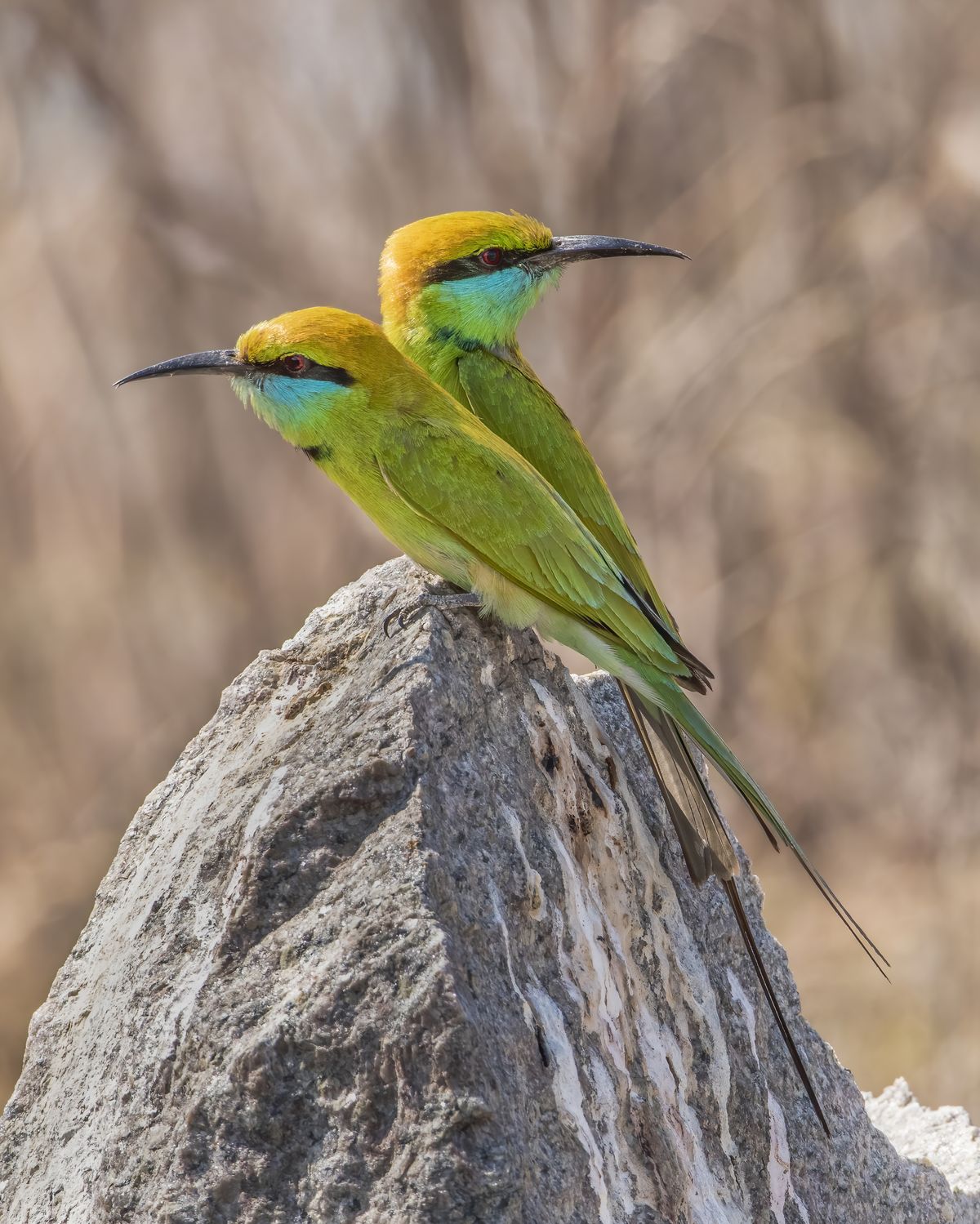 Birds 105