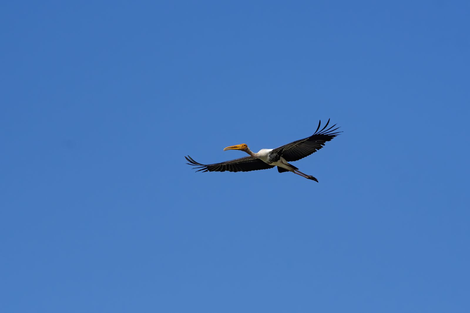 Birds 108