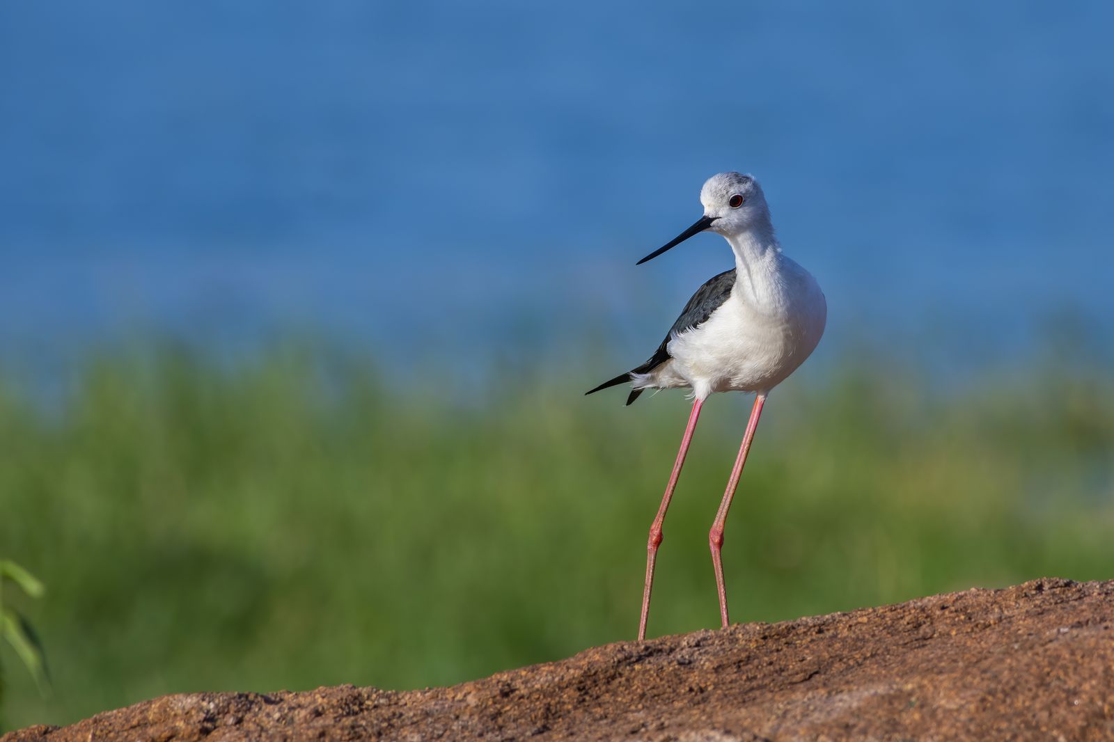 Birds 109